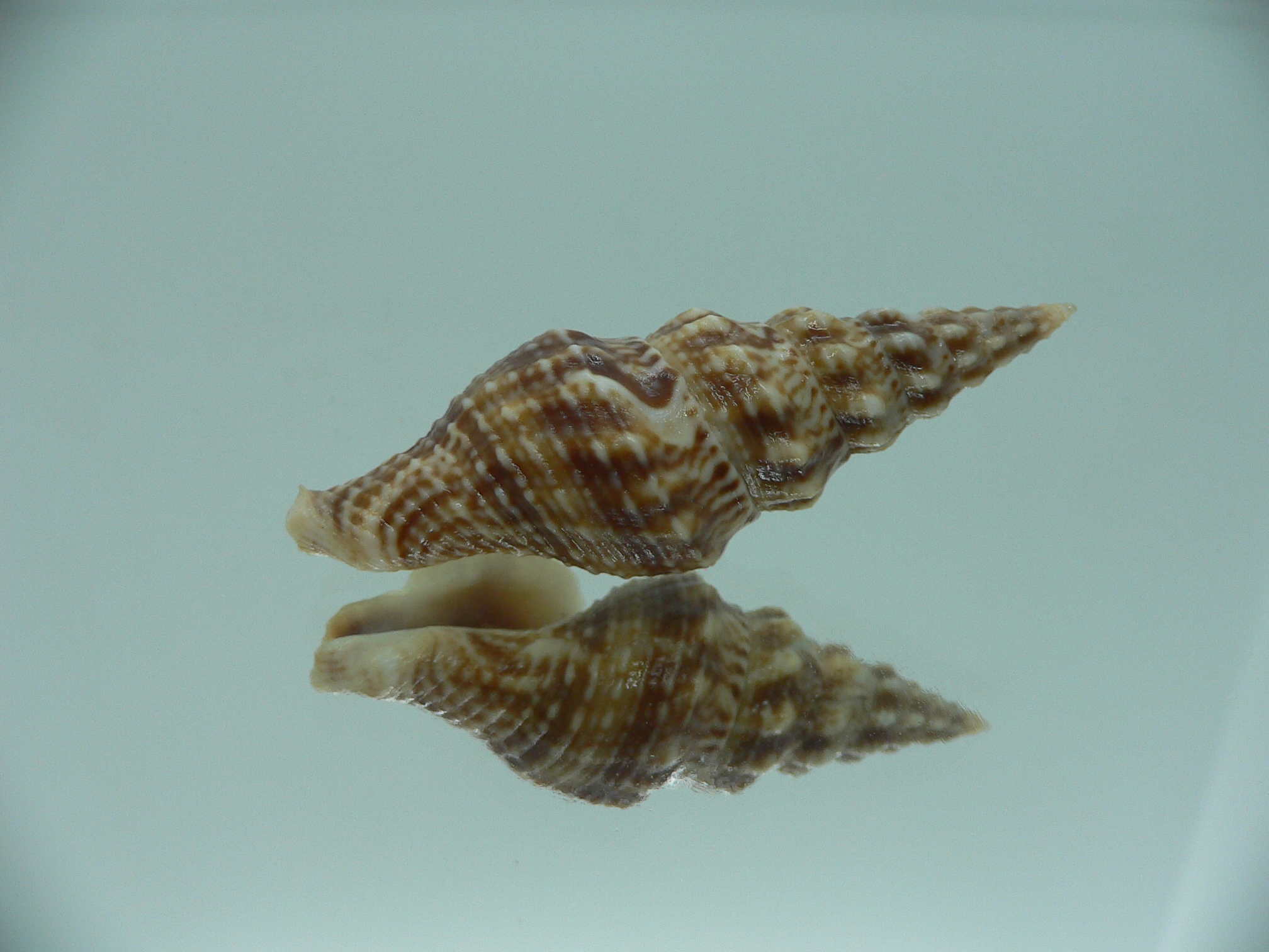 Funa variabilis