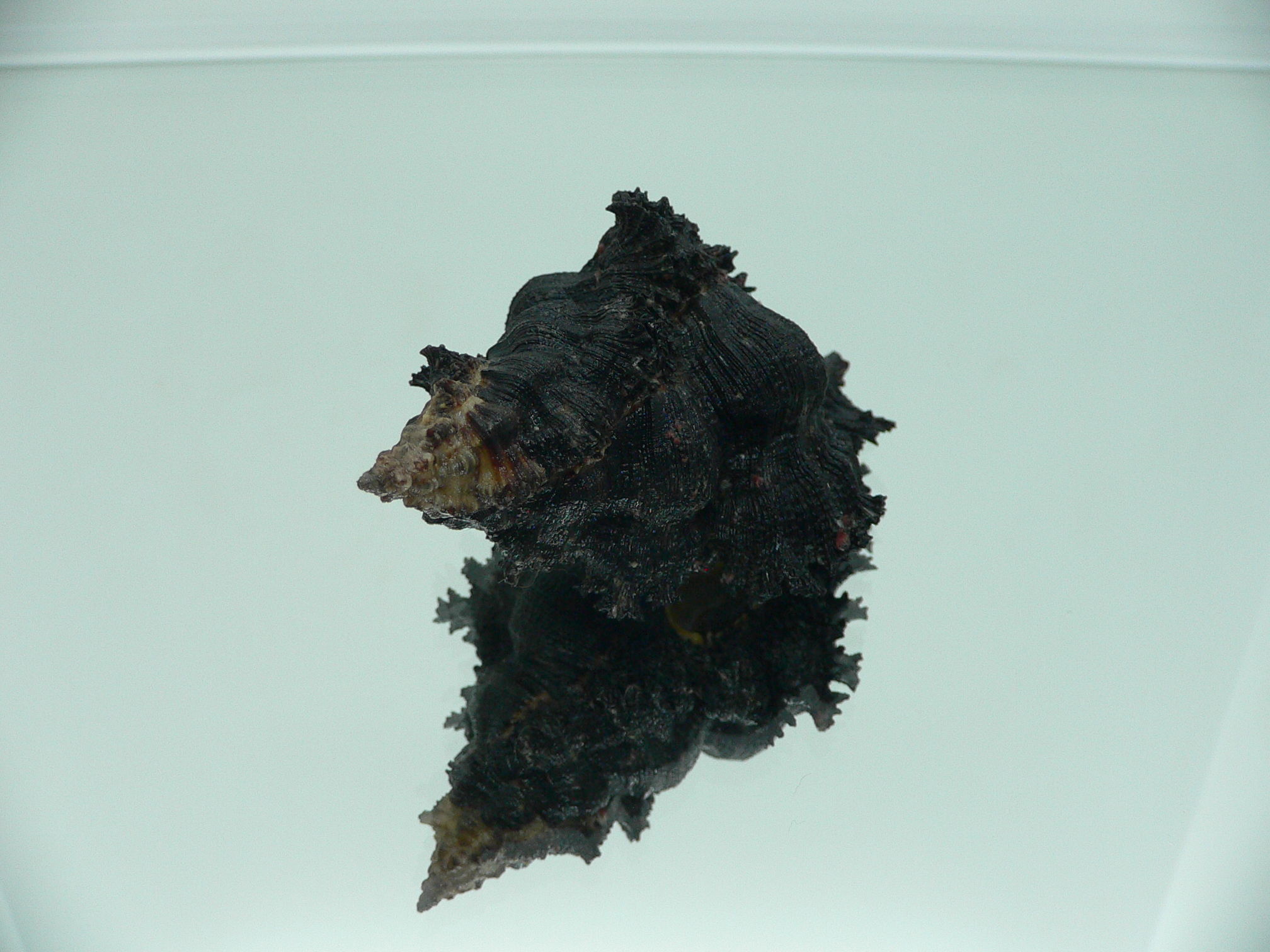 Chicoreus brunneus UNUSUAL & VERY DARK