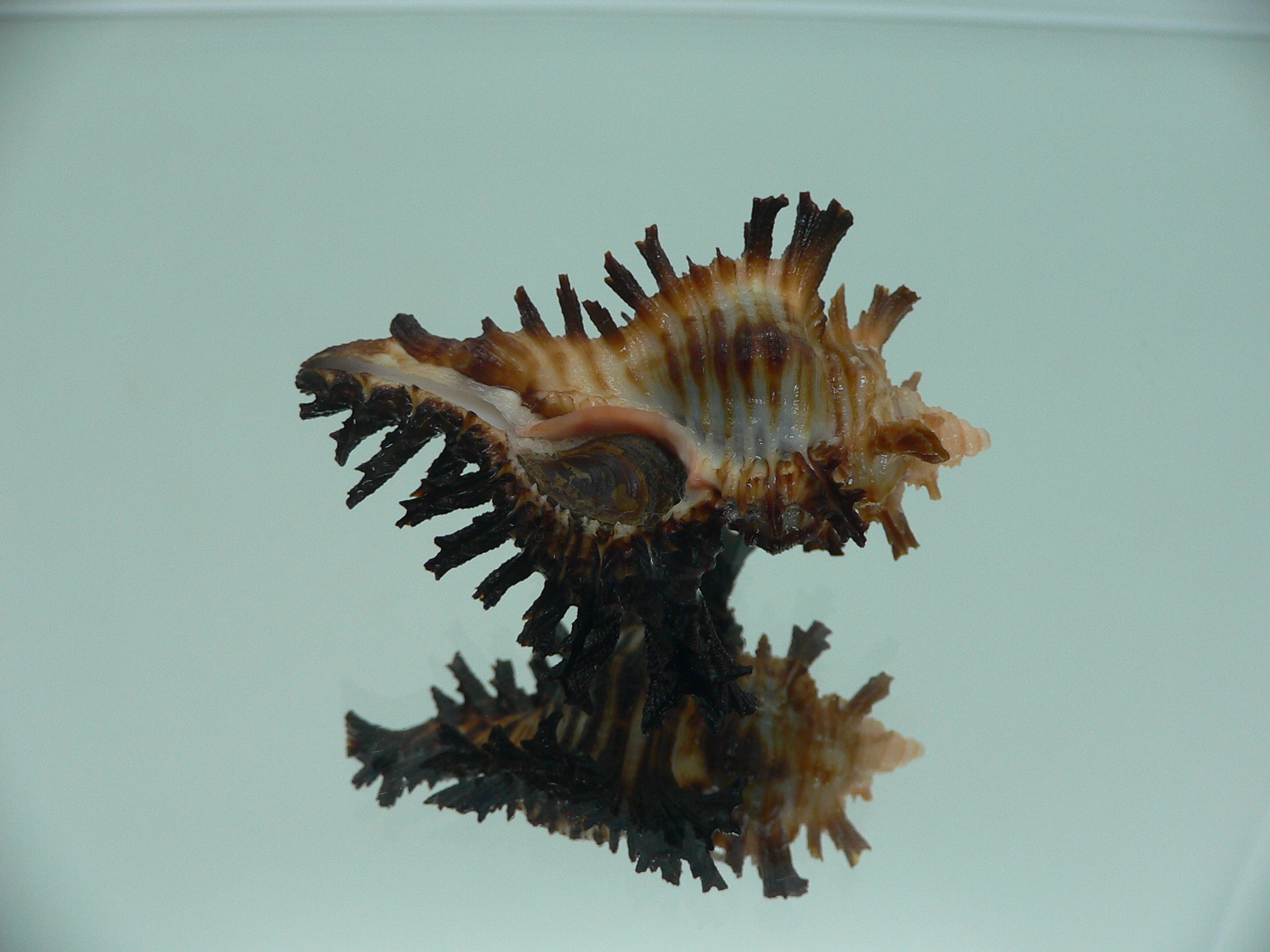 Chicoreus brunneus SUPER COLORING