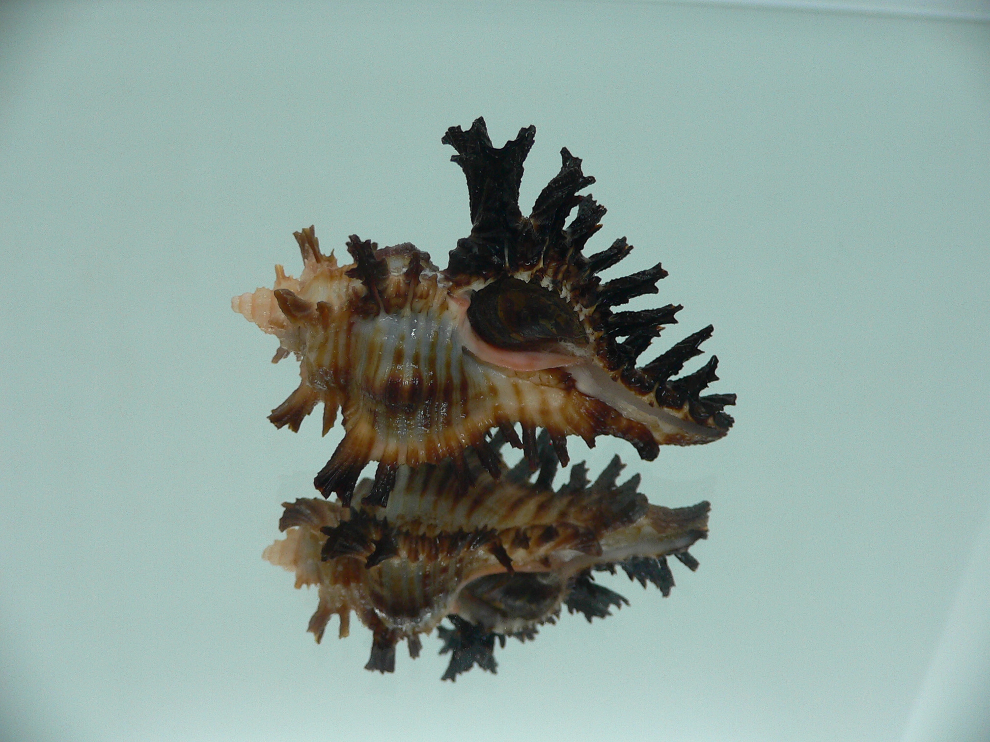 Chicoreus brunneus SUPER COLORING