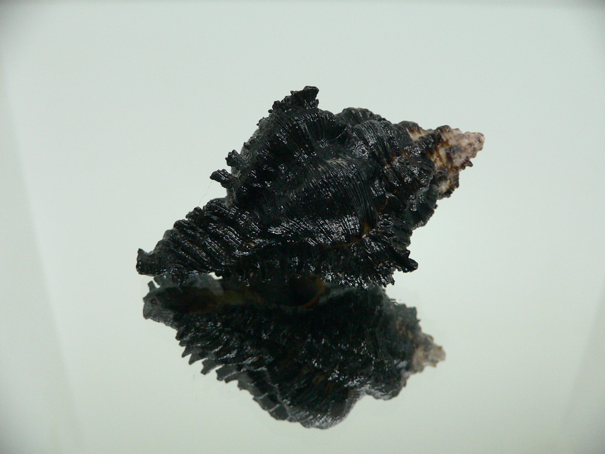 Chicoreus brunneus DARK