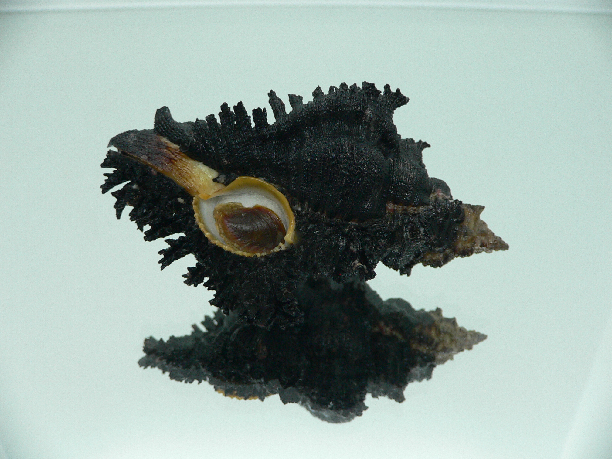 Chicoreus brunneus UNUSUAL & VERY DARK