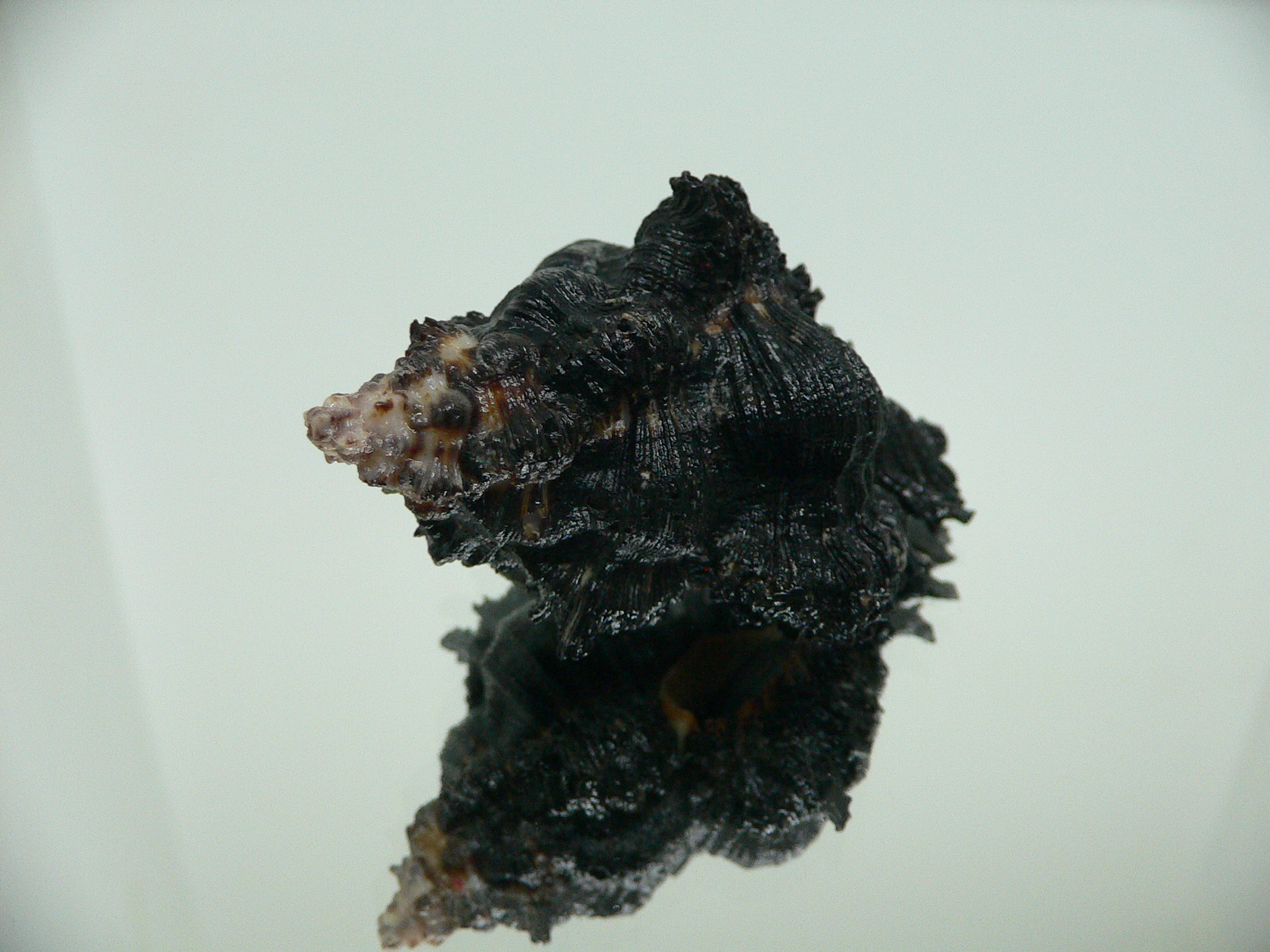 Chicoreus brunneus DARK