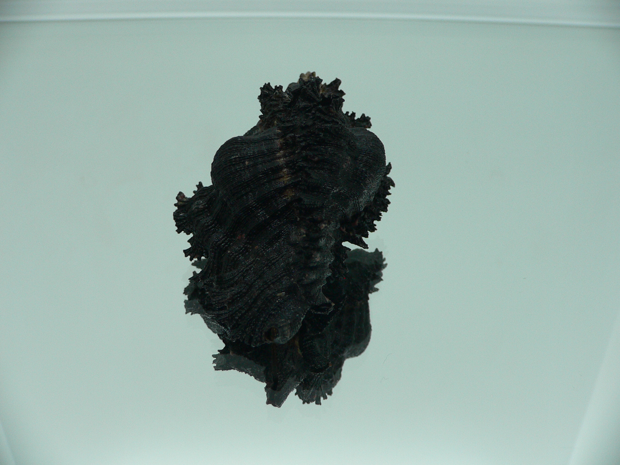 Chicoreus brunneus UNUSUAL & VERY DARK