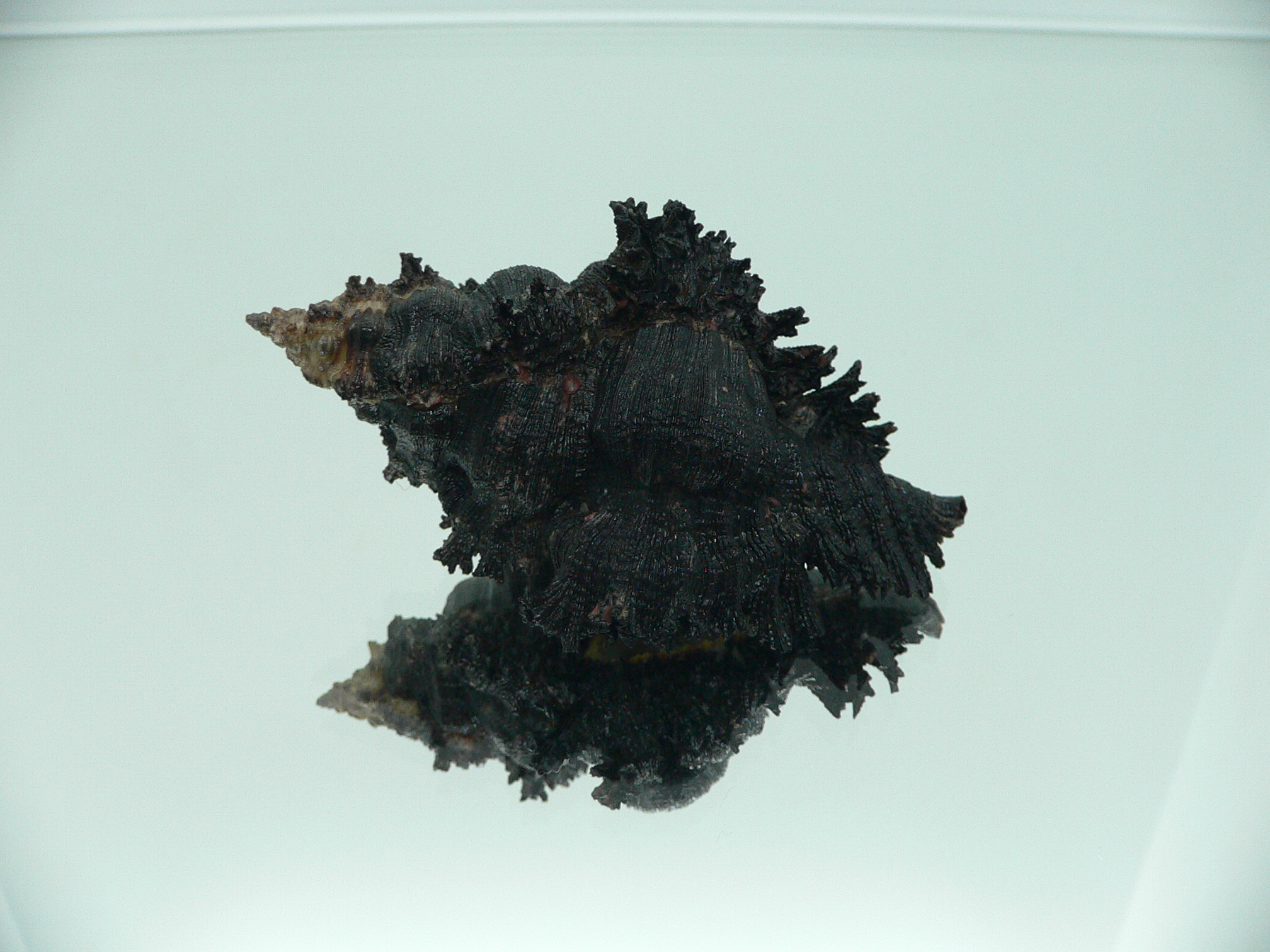 Chicoreus brunneus UNUSUAL & VERY DARK
