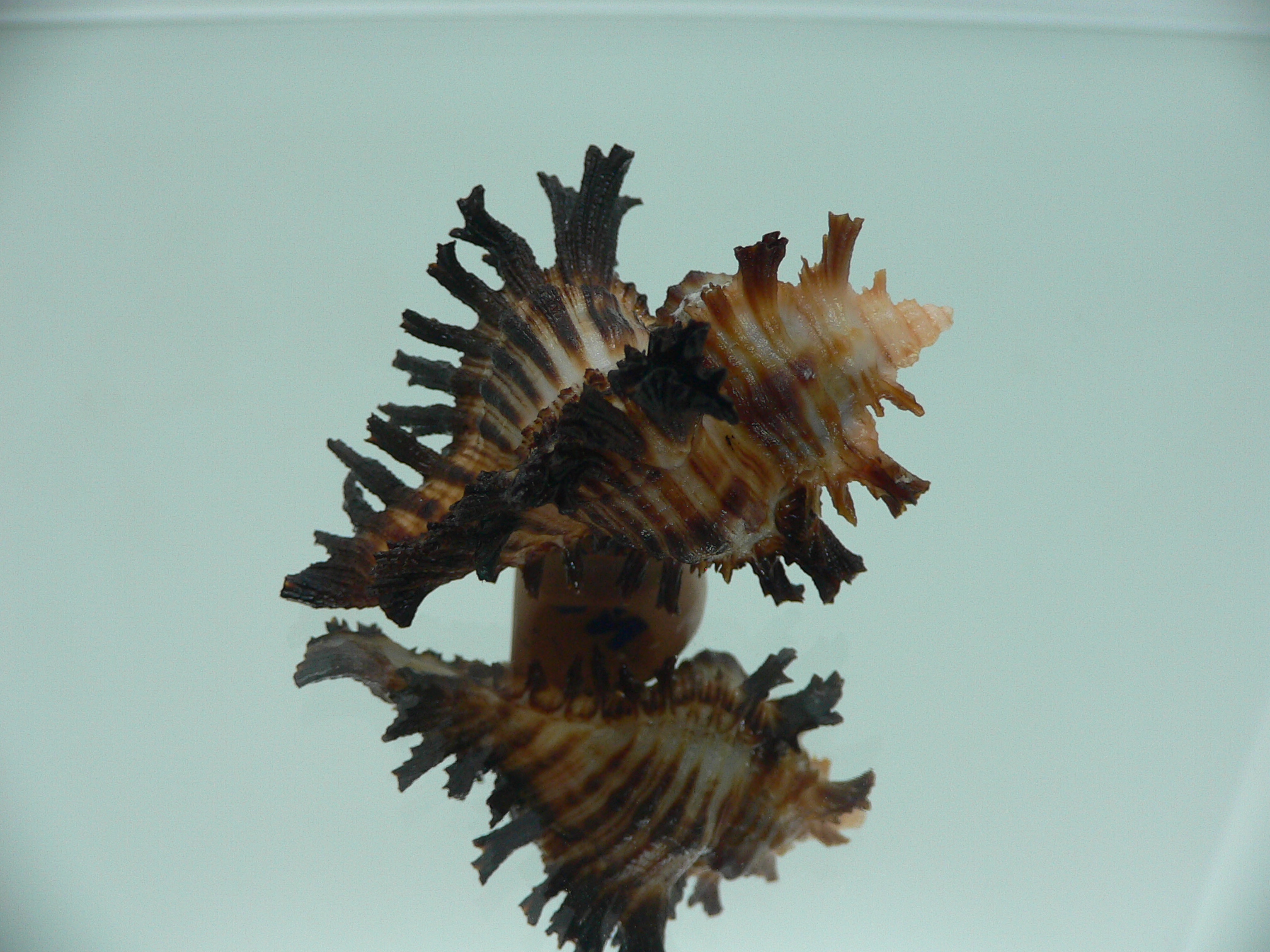 Chicoreus brunneus SUPER COLORING