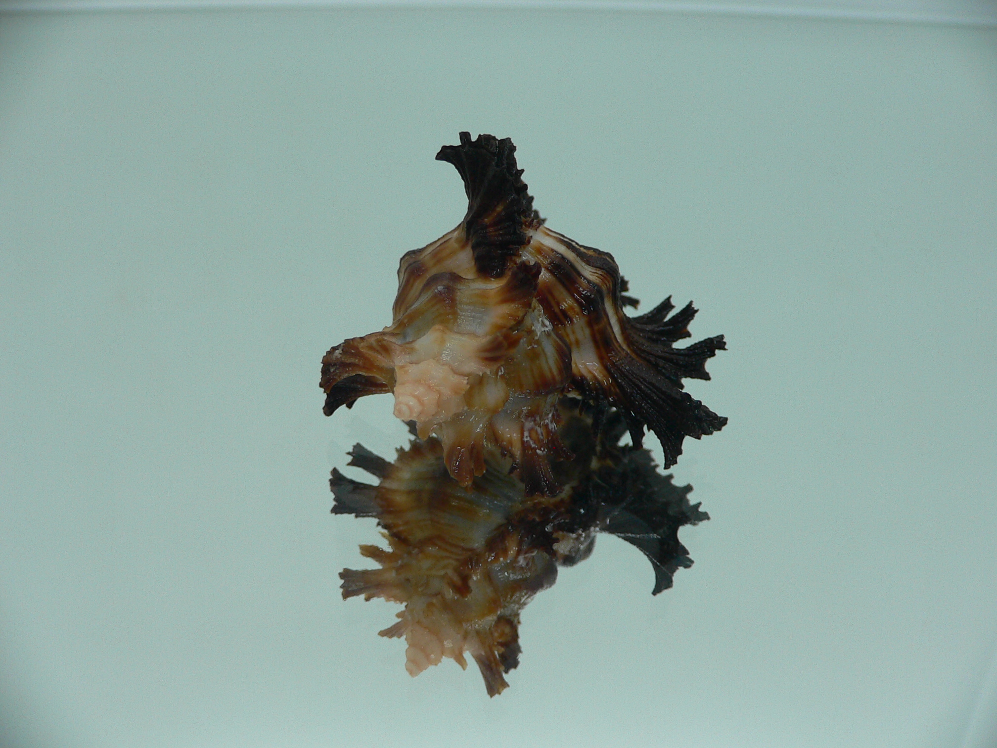 Chicoreus brunneus SUPER COLORING