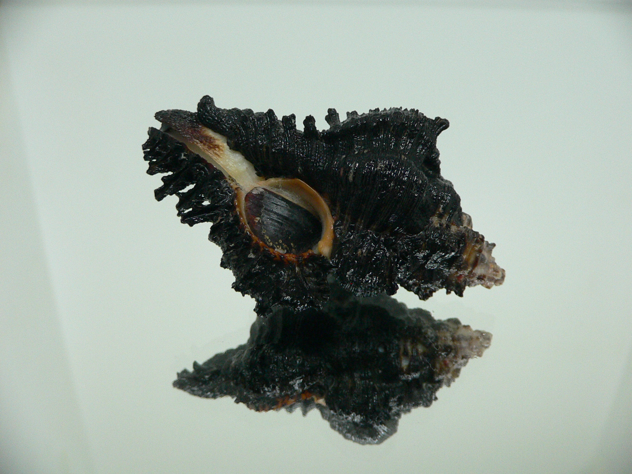 Chicoreus brunneus DARK