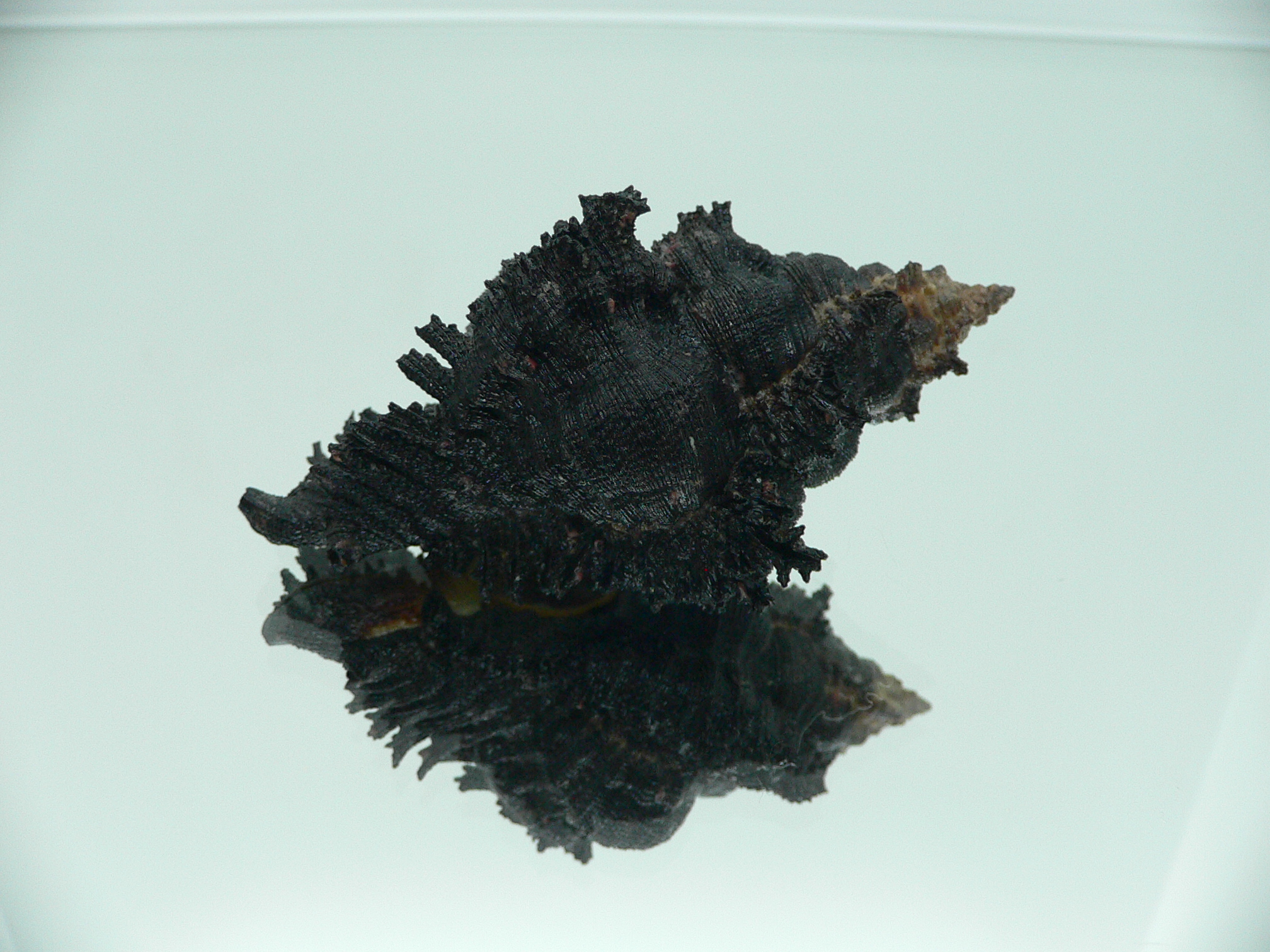 Chicoreus brunneus UNUSUAL & VERY DARK