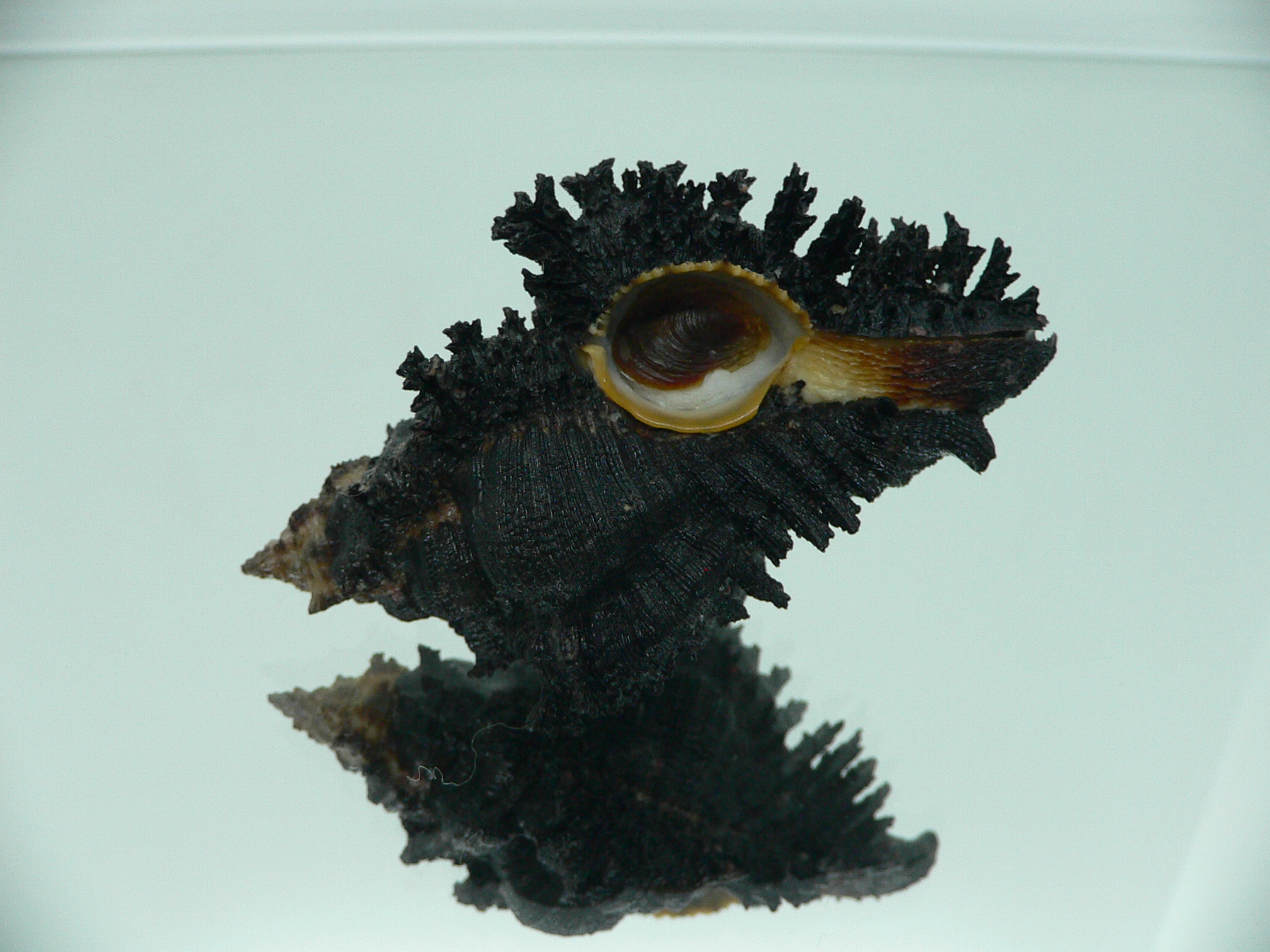 Chicoreus brunneus UNUSUAL & VERY DARK