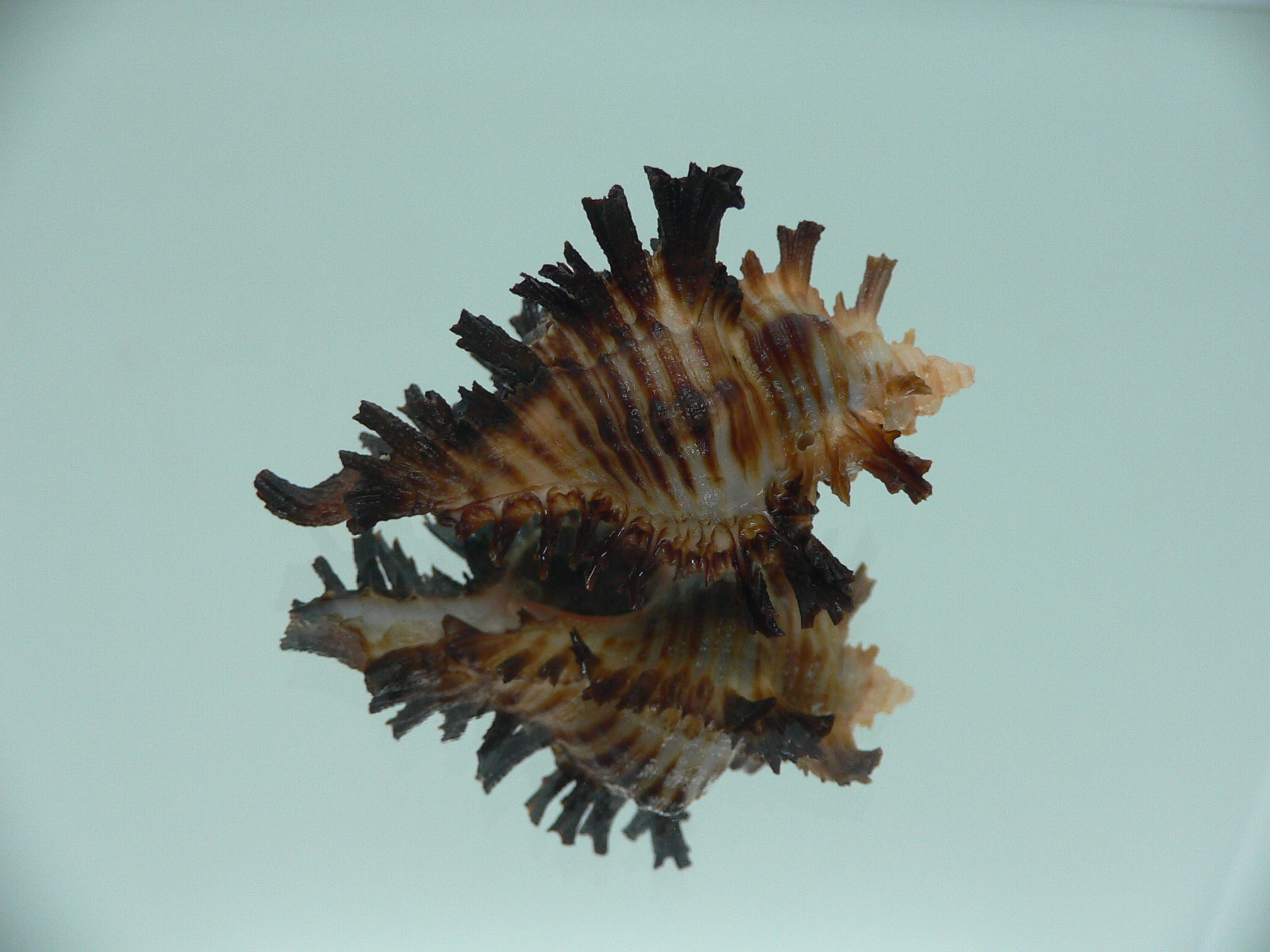 Chicoreus brunneus SUPER COLORING