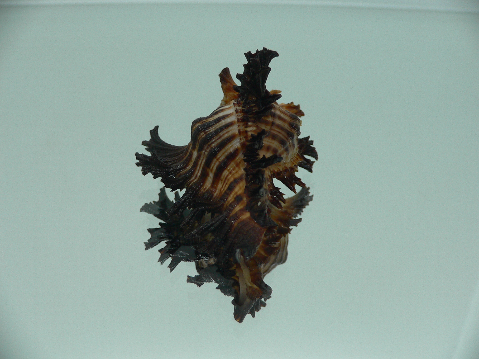 Chicoreus brunneus SUPER COLORING