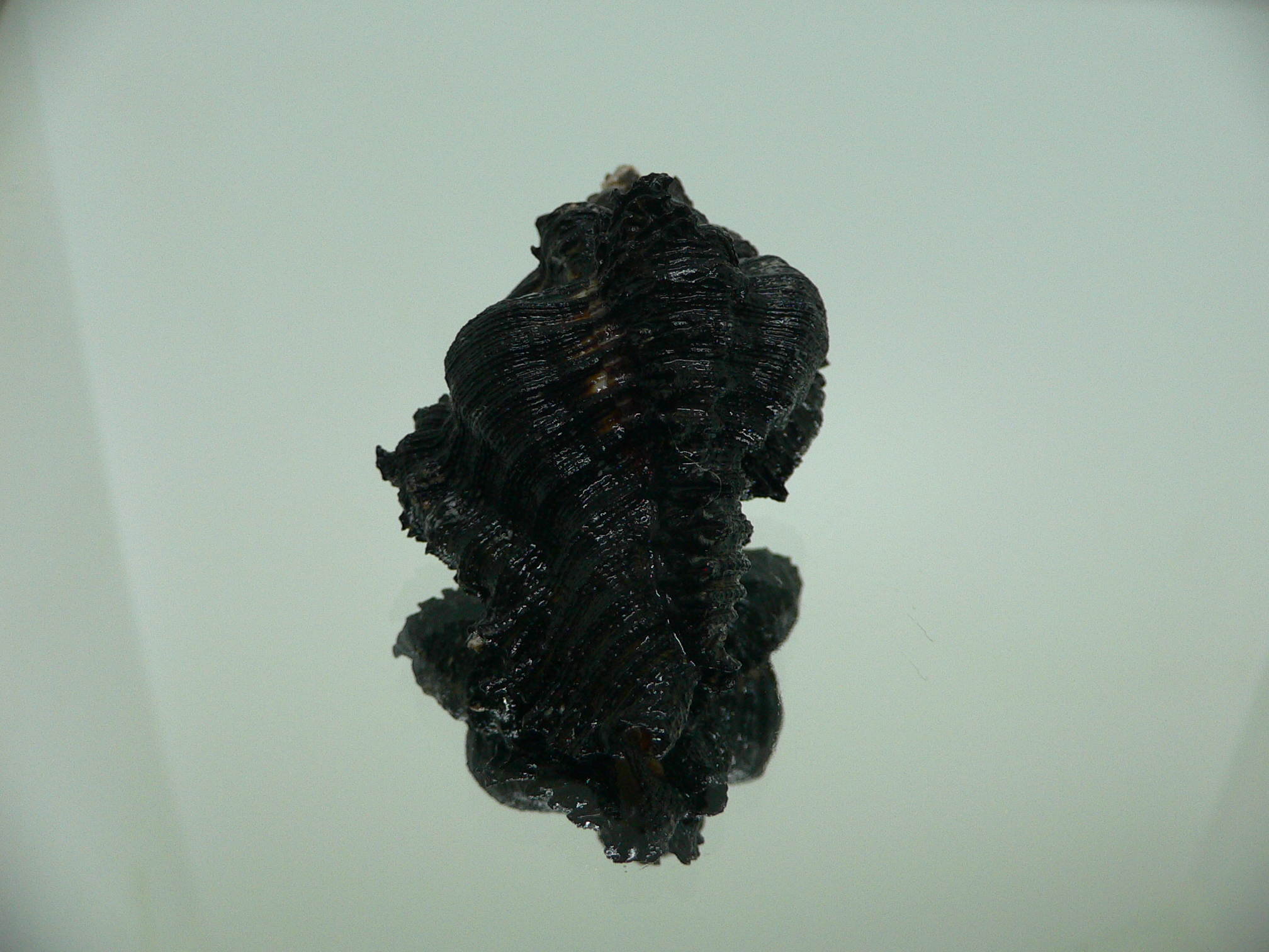 Chicoreus brunneus DARK