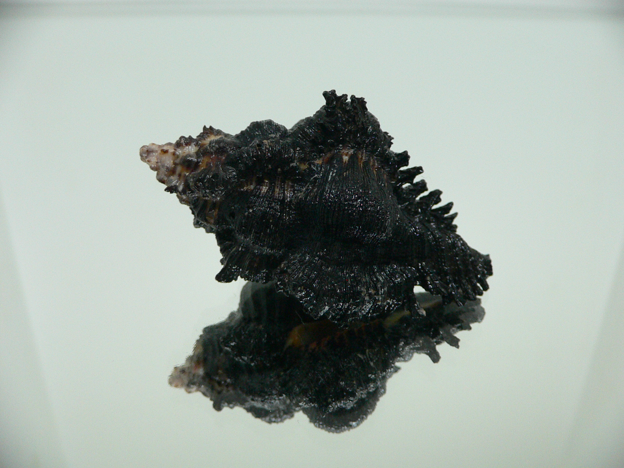 Chicoreus brunneus DARK