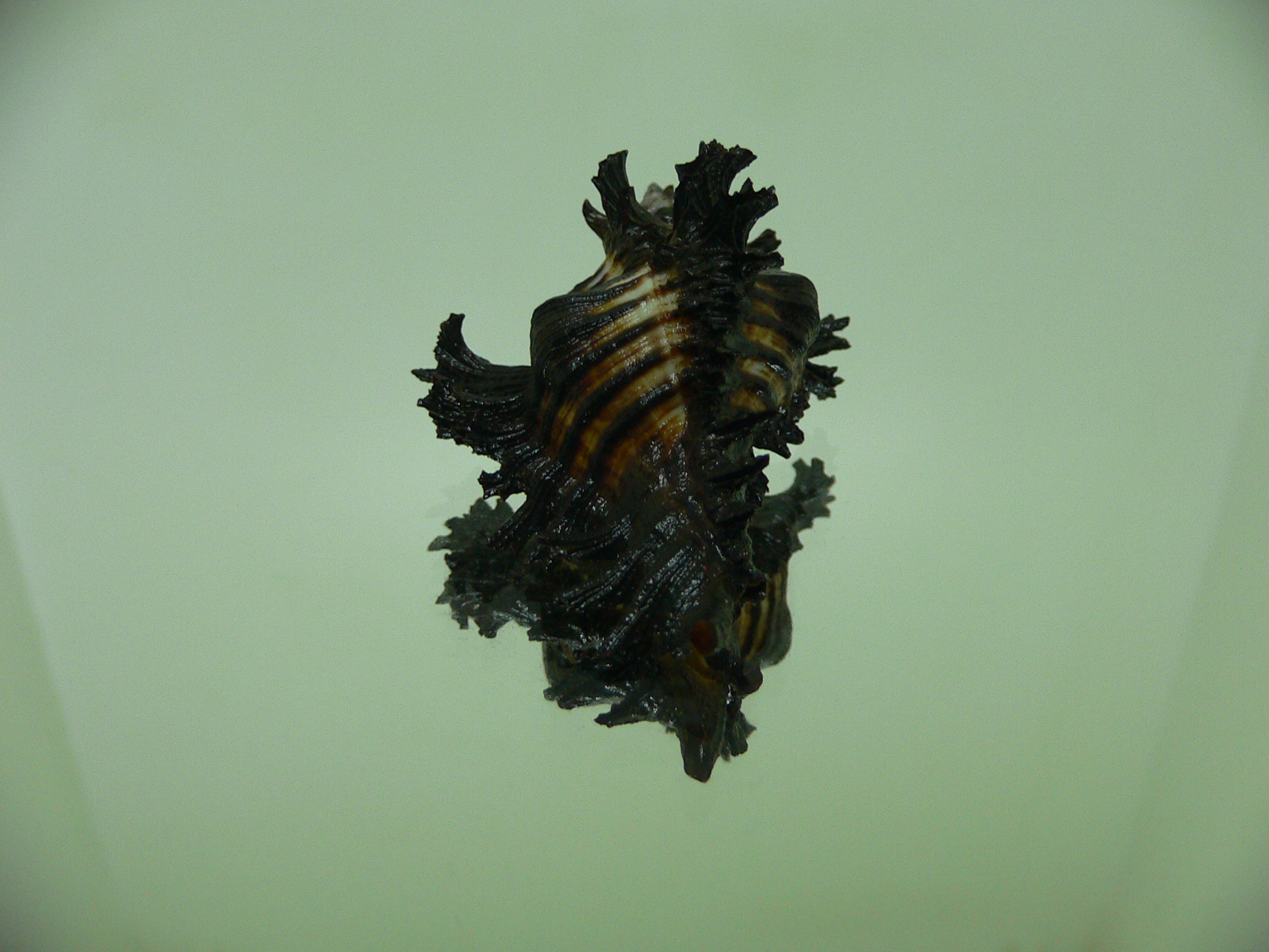 Chicoreus brunneus DARK