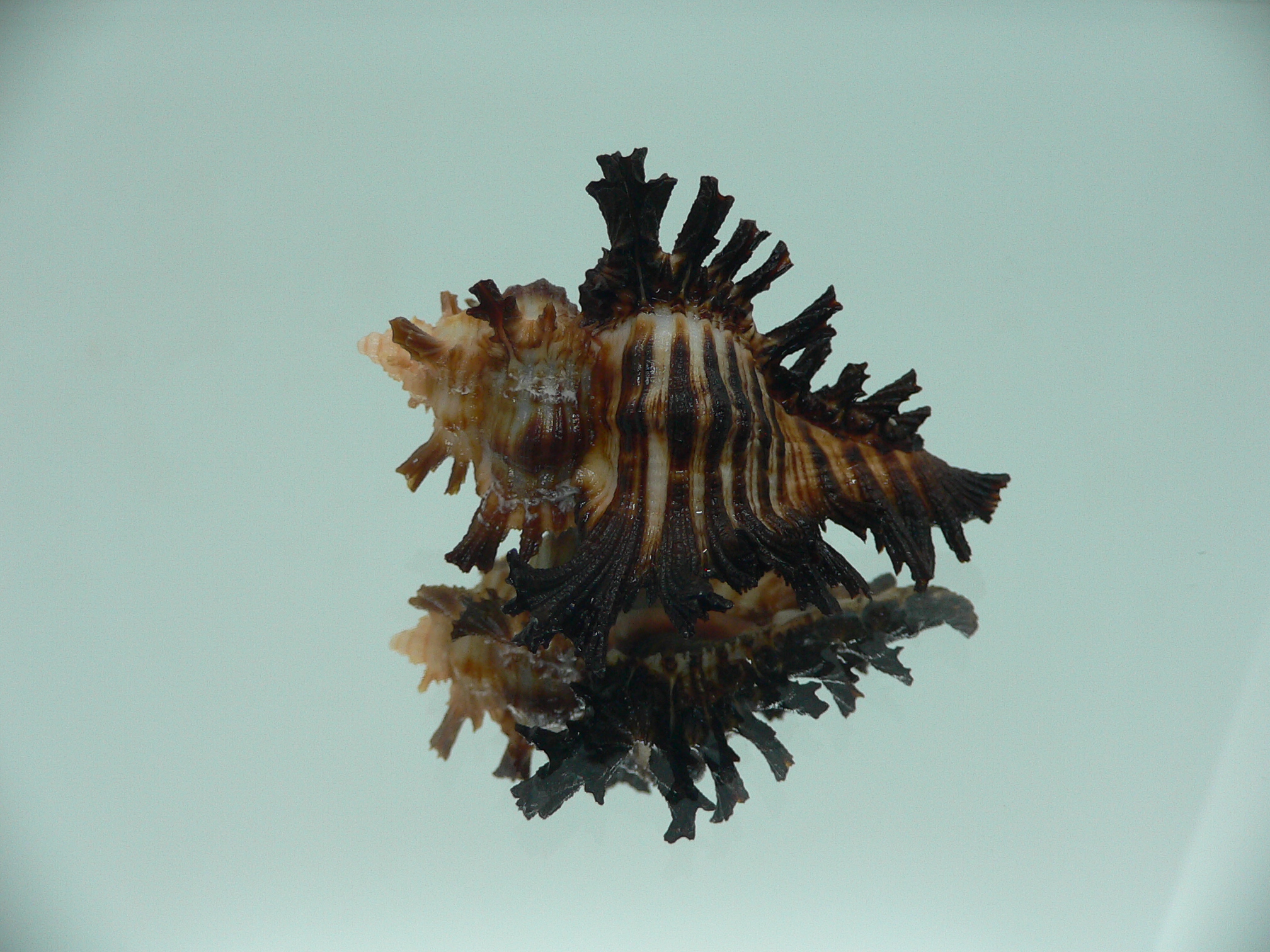 Chicoreus brunneus SUPER COLORING