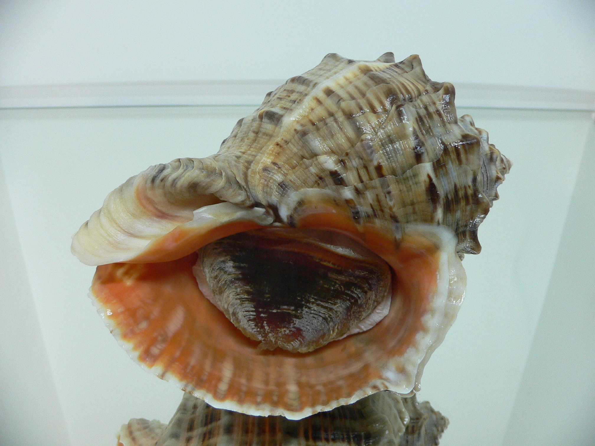 Rapana venosa CURLY