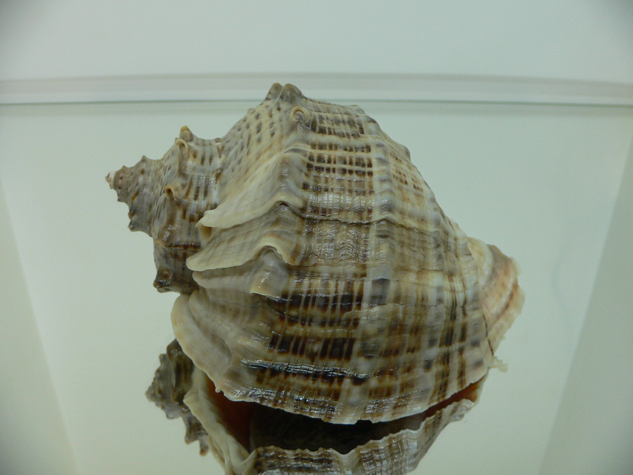 Rapana venosa CURLY