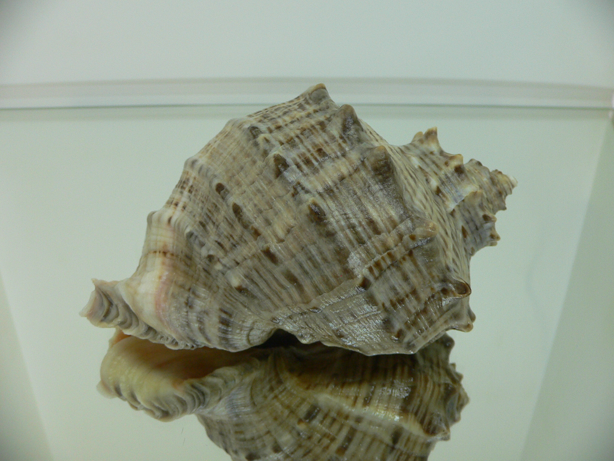 Rapana venosa CURLY