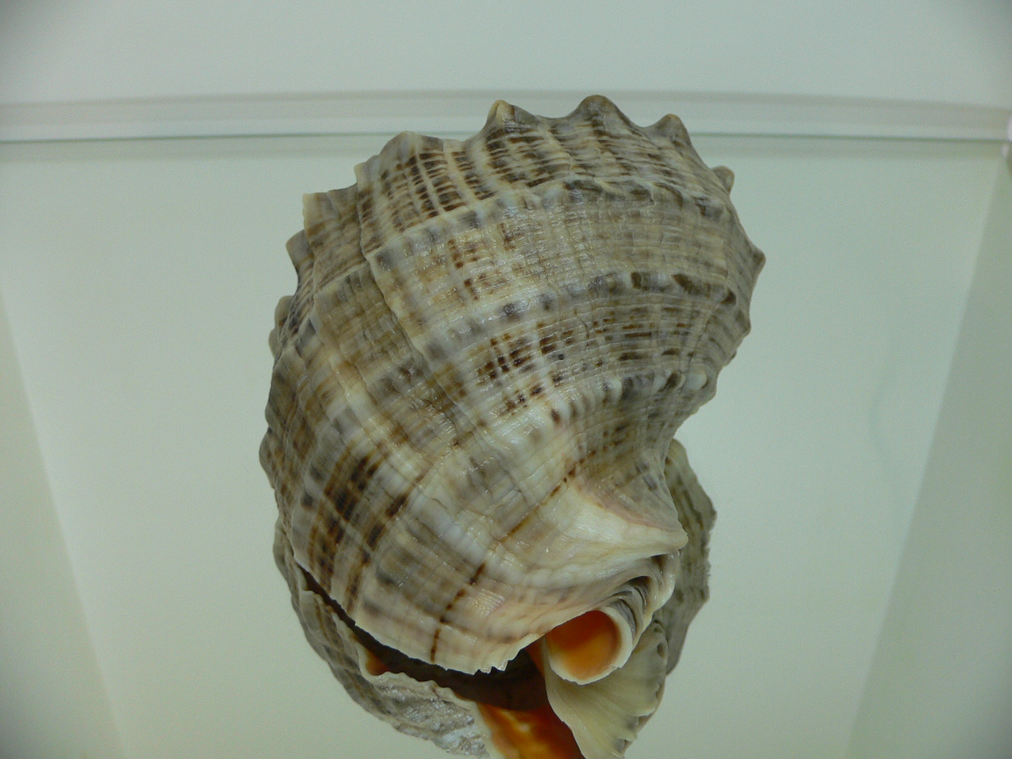 Rapana venosa CURLY