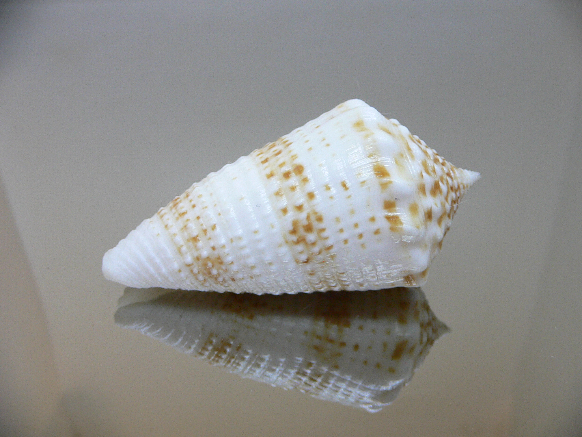 Conus sulcatus samiae (var.) VERY BIG