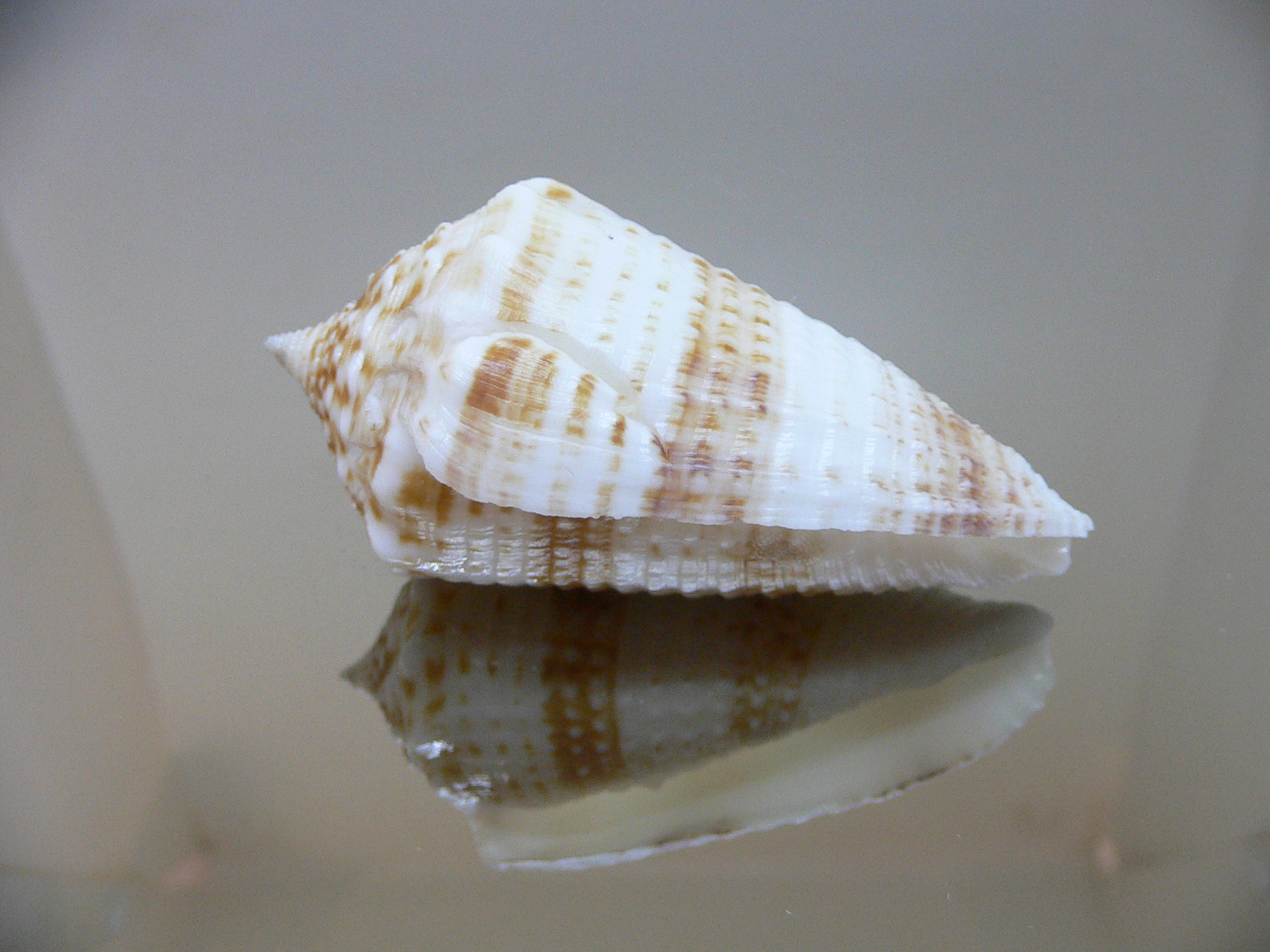 Conus sulcatus samiae (var.) VERY BIG