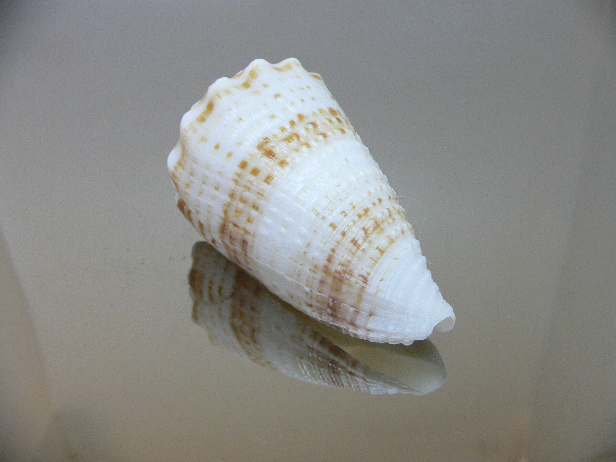 Conus sulcatus samiae (var.) VERY BIG