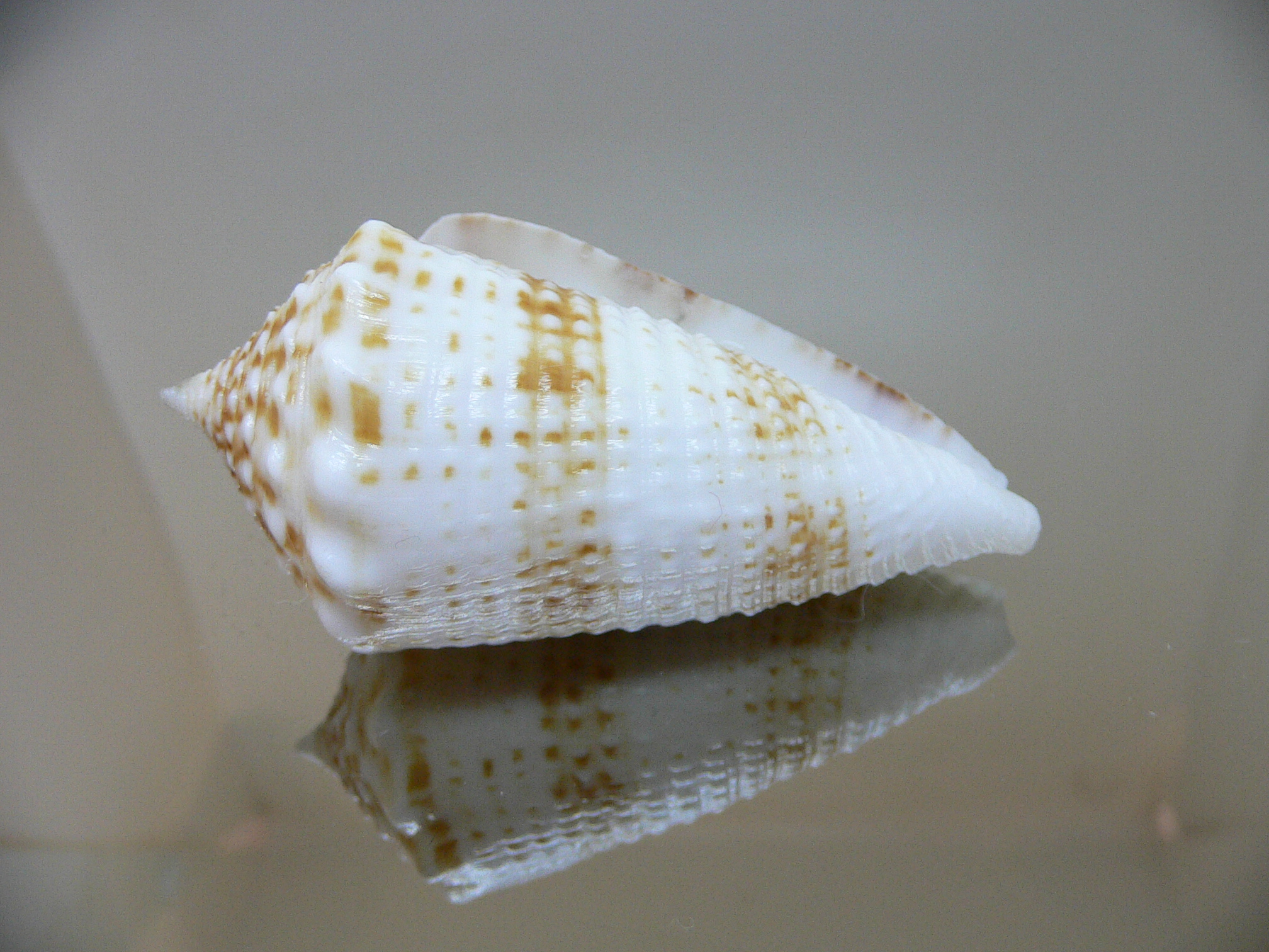 Conus sulcatus samiae (var.) VERY BIG