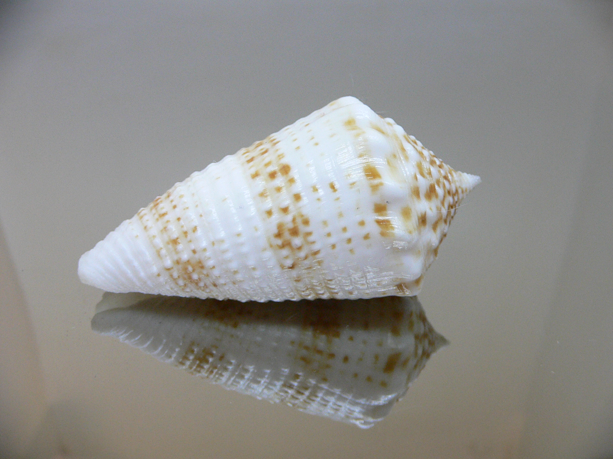 Conus sulcatus samiae (var.) VERY BIG