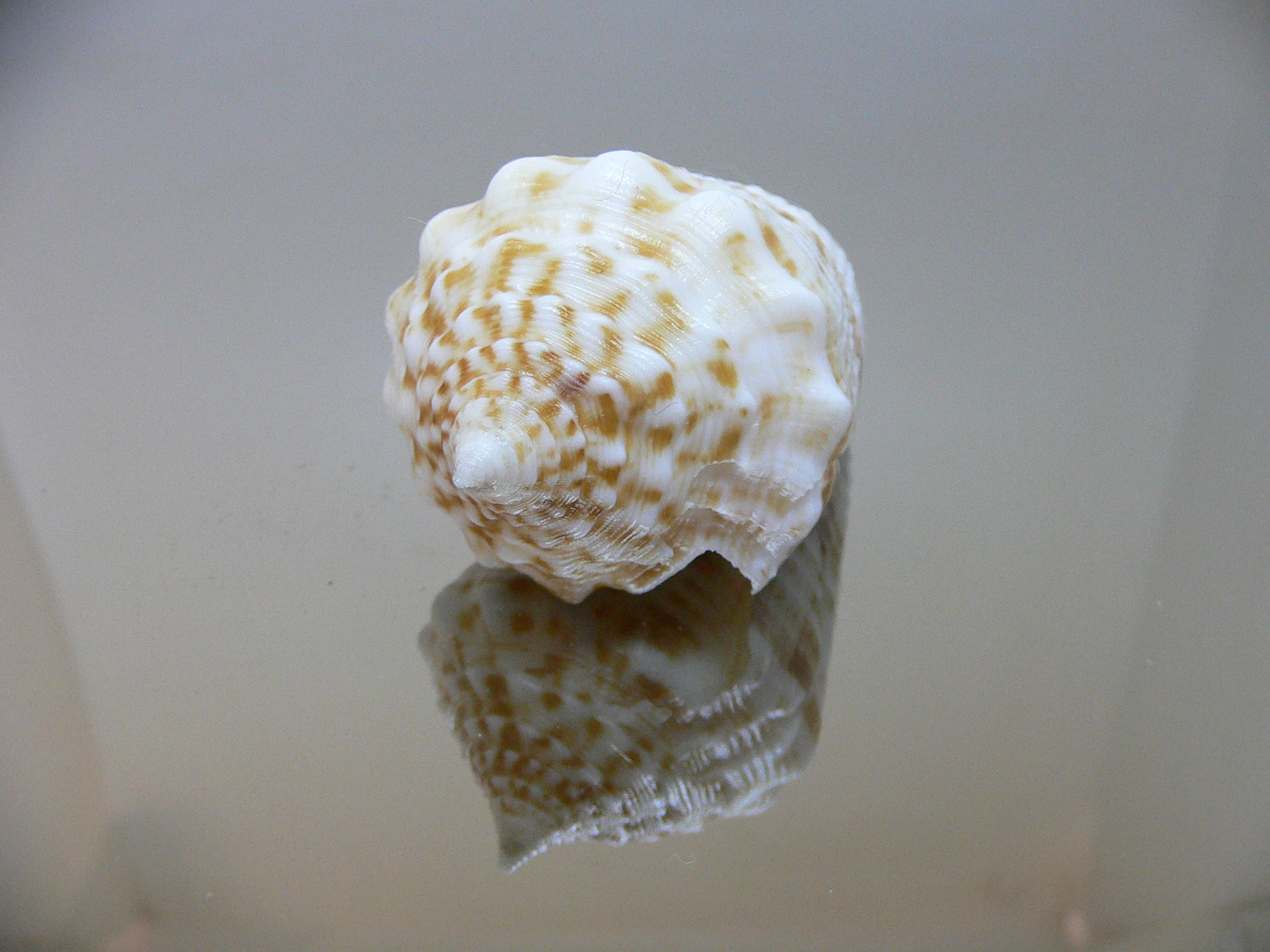 Conus sulcatus samiae (var.) VERY BIG