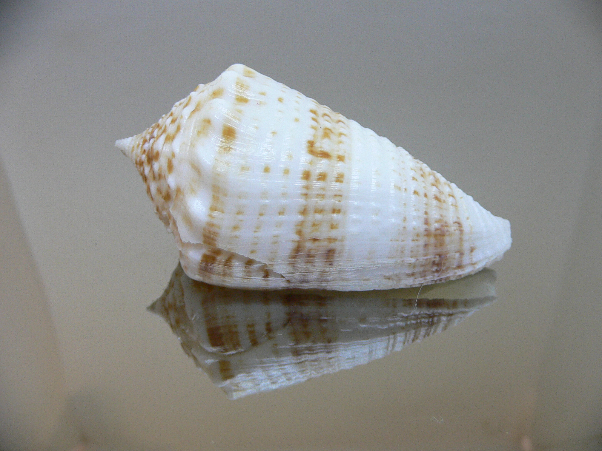 Conus sulcatus samiae (var.) VERY BIG