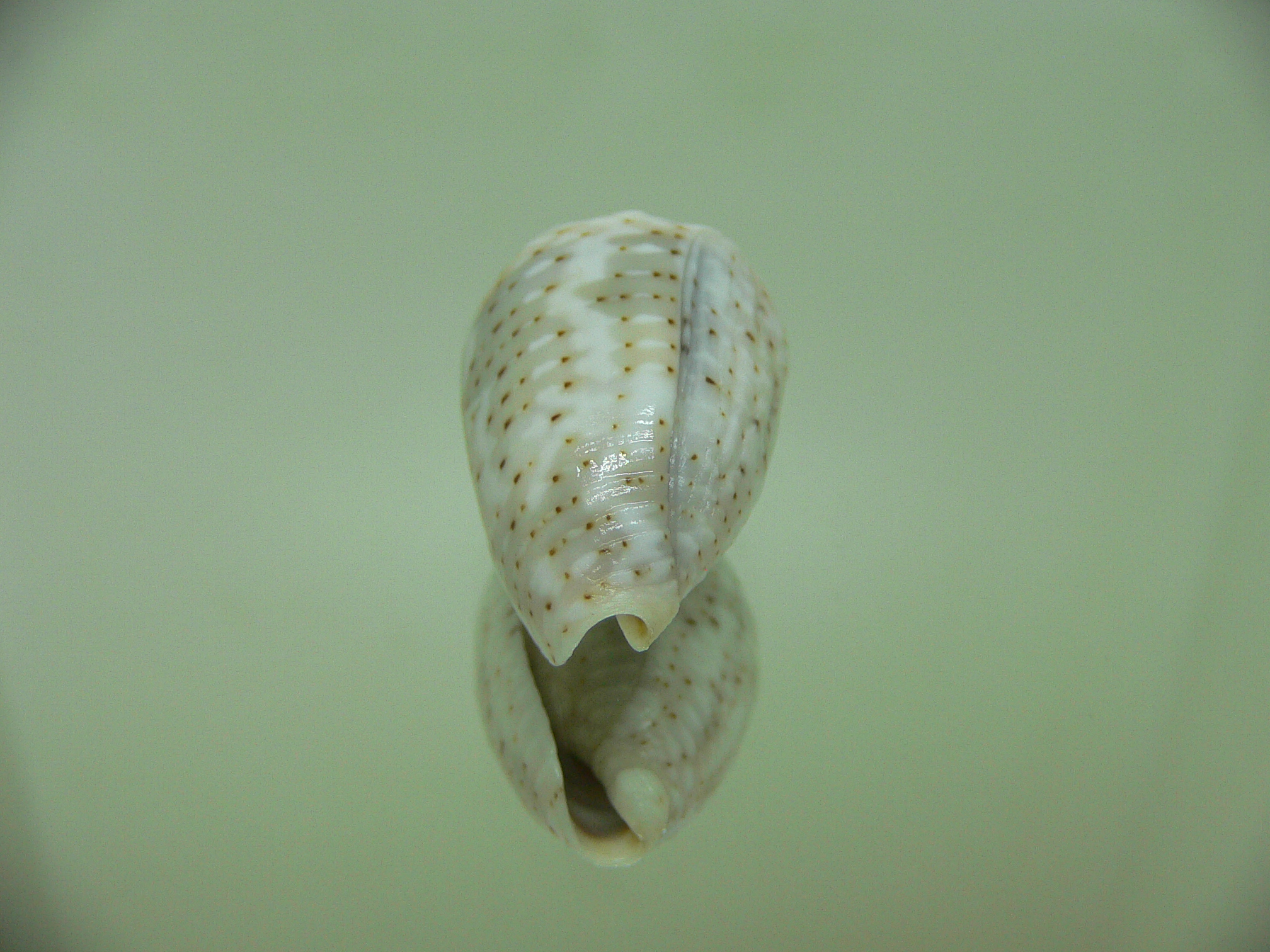 Conus aristophanes WIDE