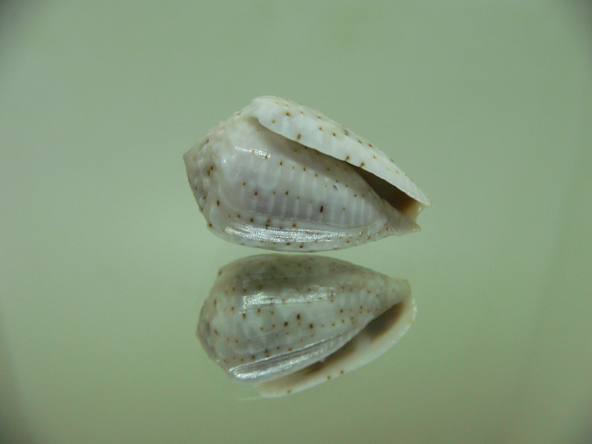 Conus aristophanes WIDE