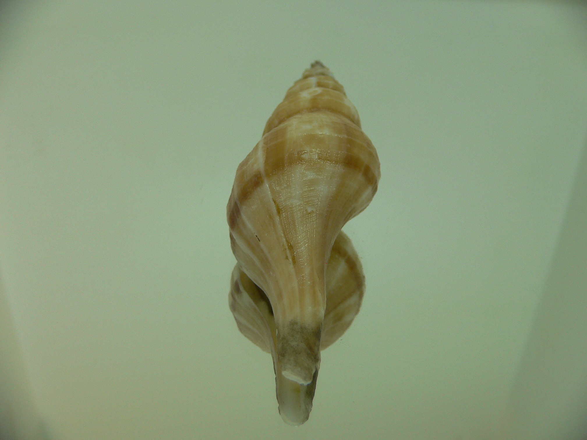 Granulifusus discrepans VERY BIG