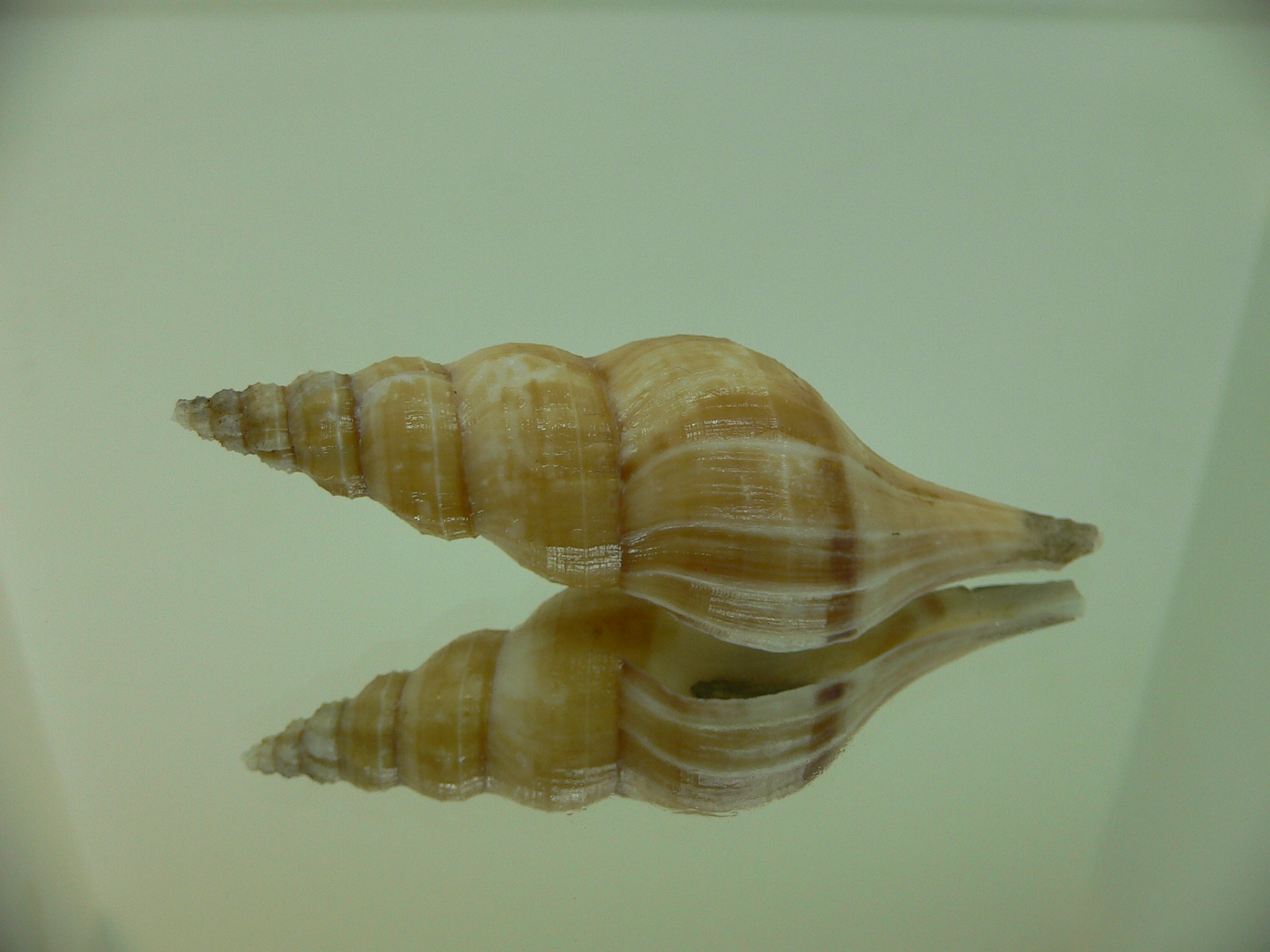 Granulifusus discrepans VERY BIG