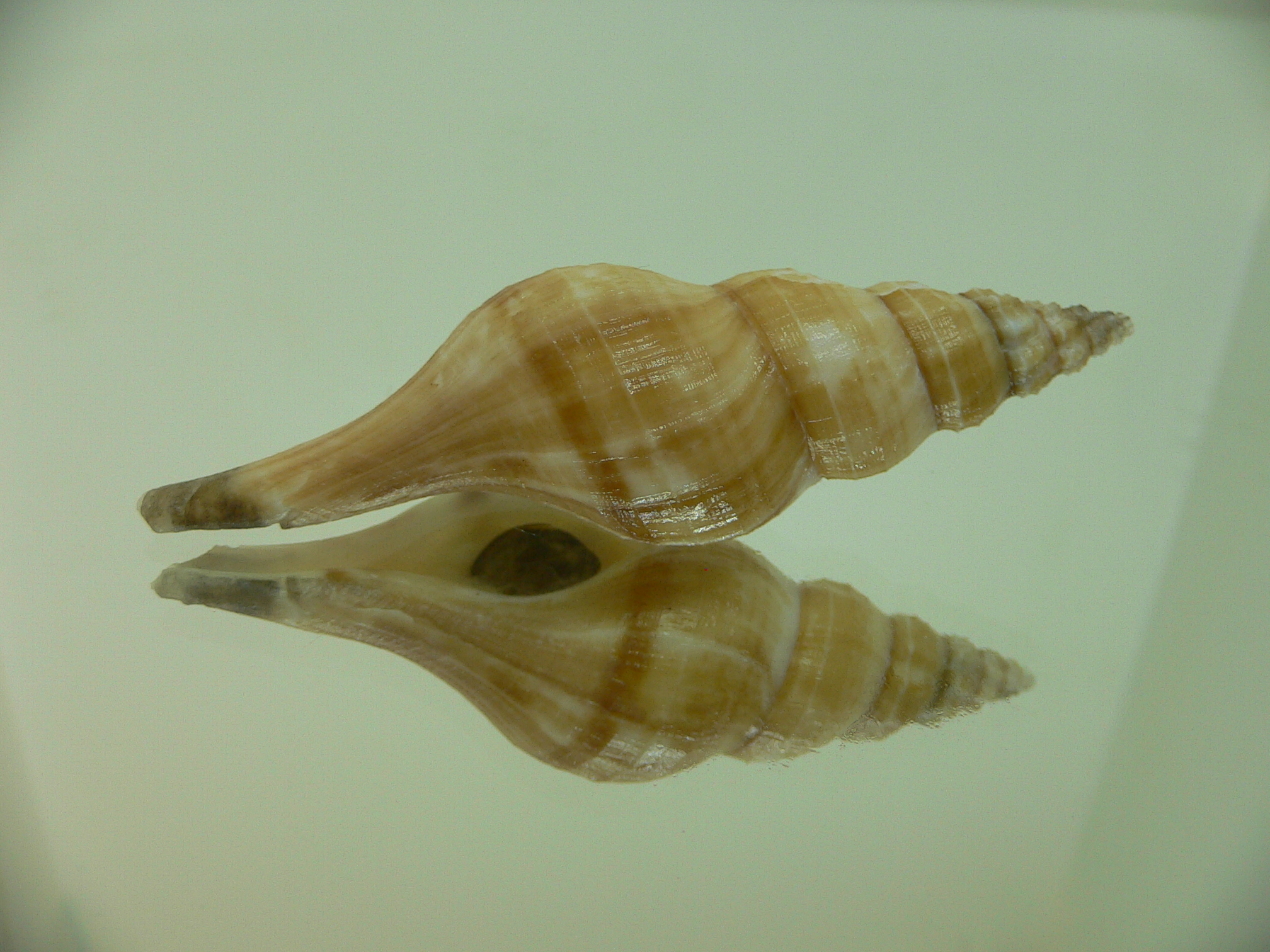 Granulifusus discrepans VERY BIG