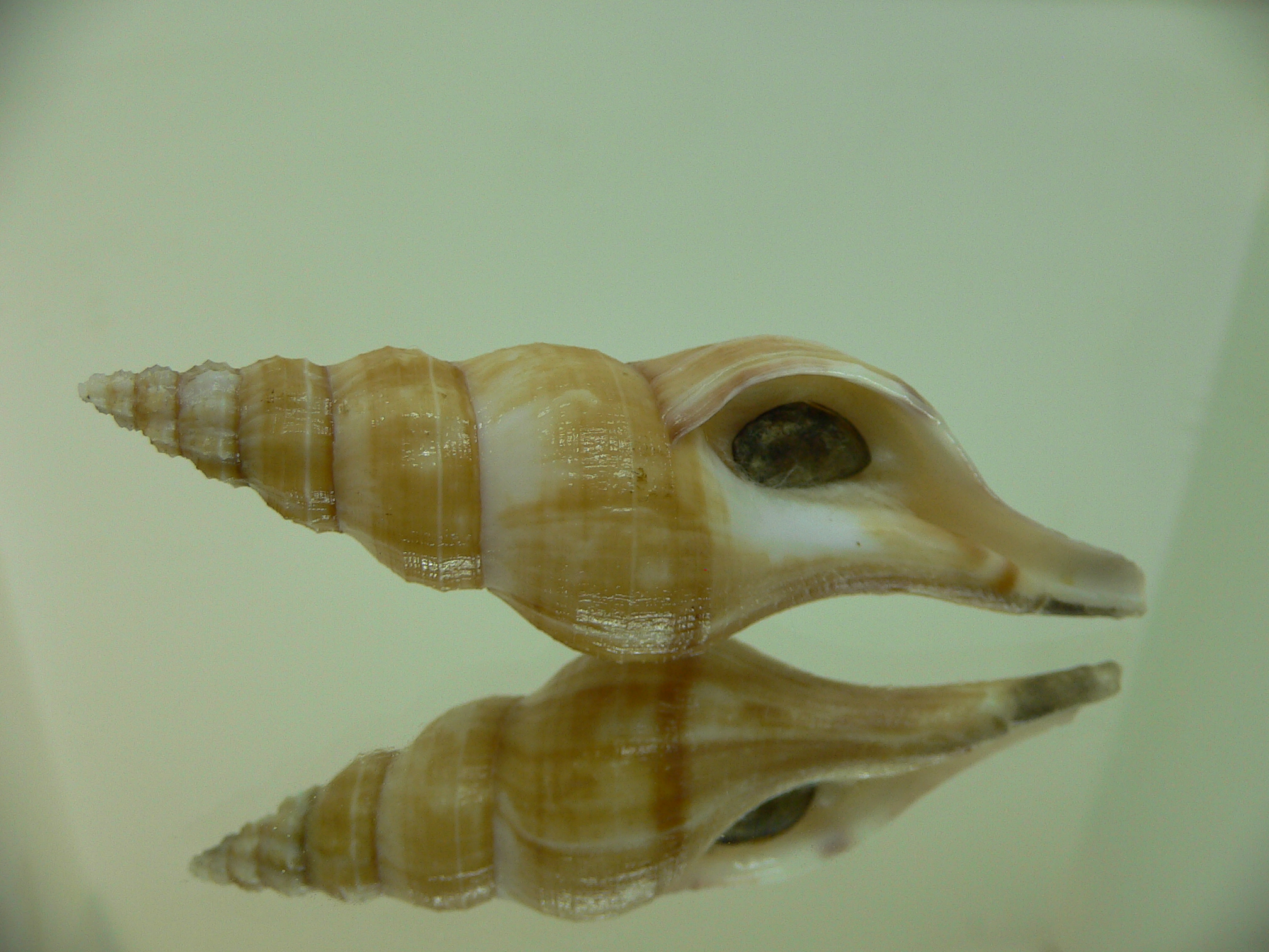 Granulifusus discrepans VERY BIG