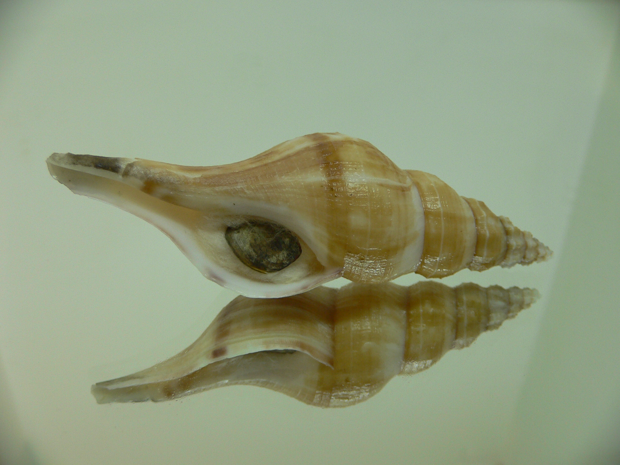 Granulifusus discrepans VERY BIG