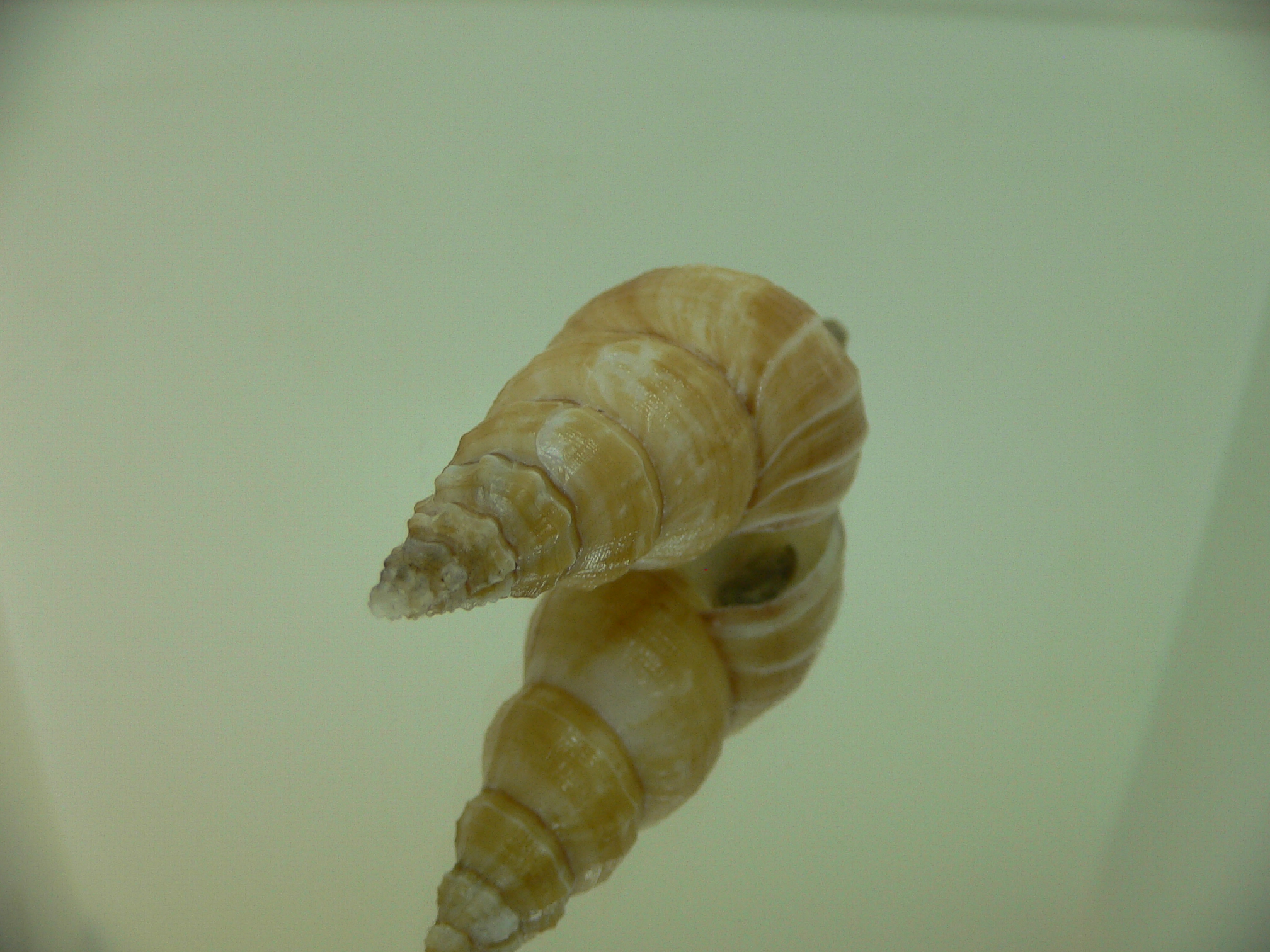 Granulifusus discrepans VERY BIG