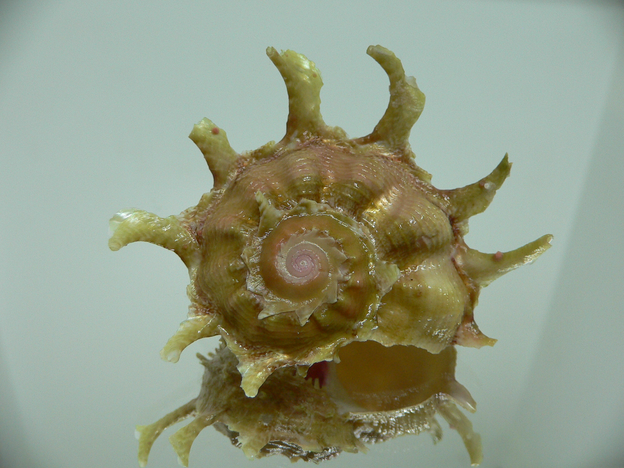 Angaria sphaerula GREEN