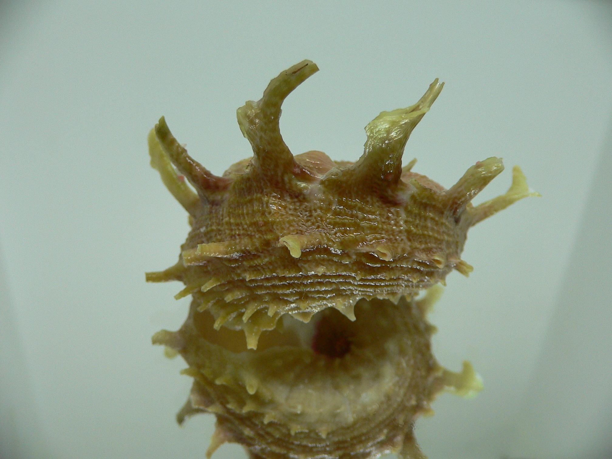 Angaria sphaerula GREEN