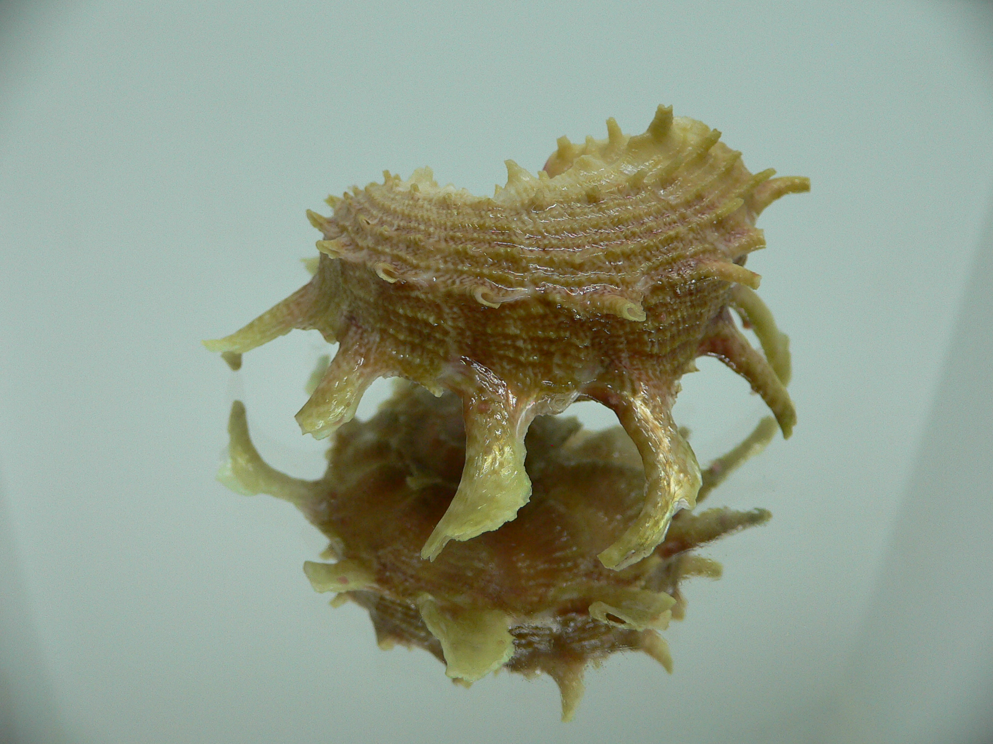 Angaria sphaerula GREEN