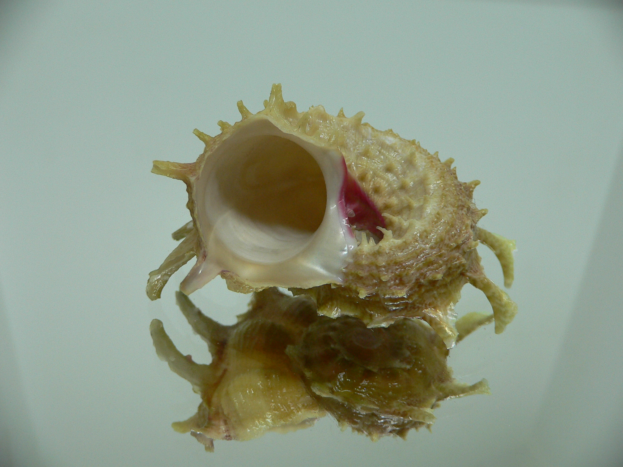 Angaria sphaerula GREEN