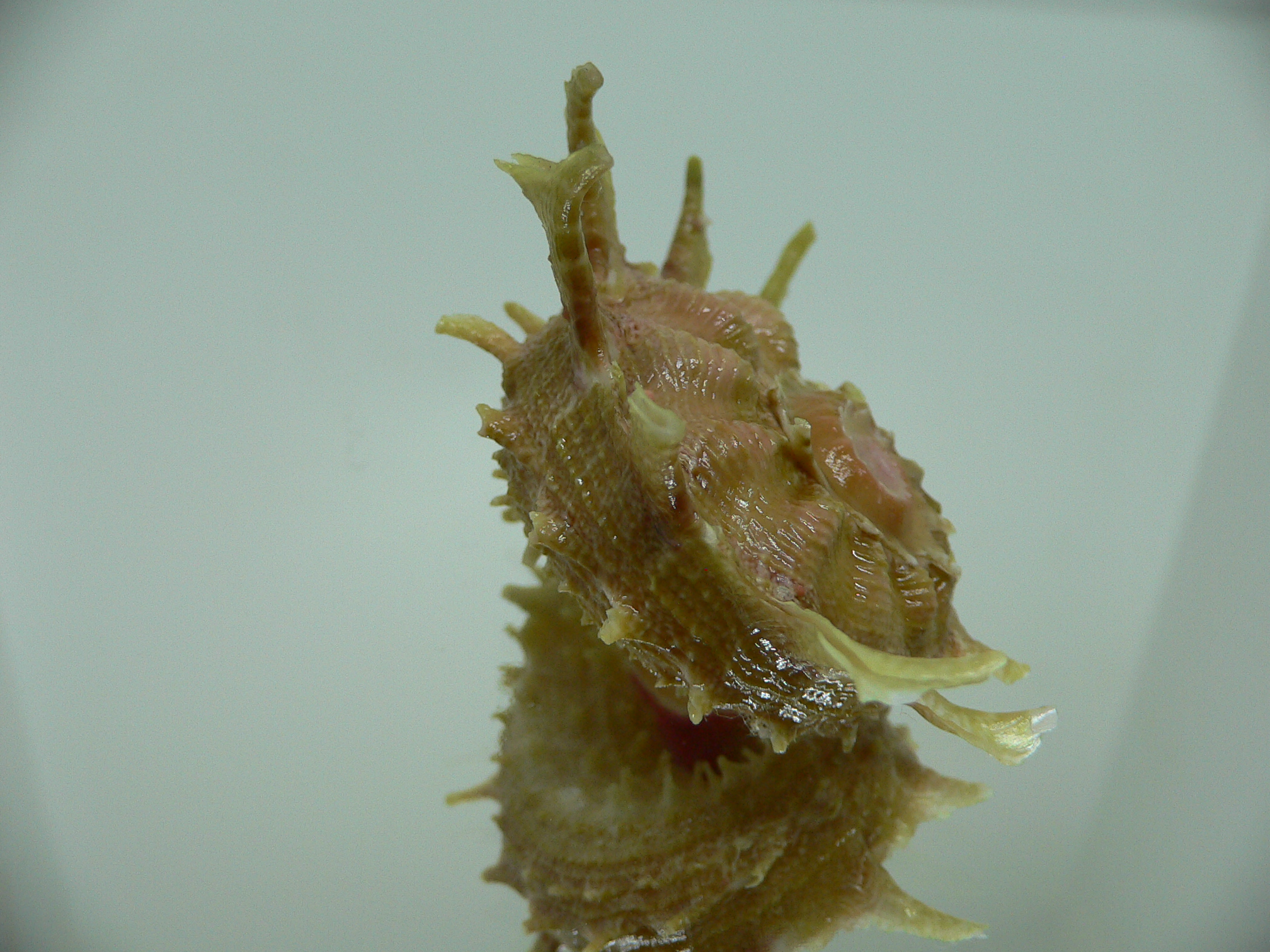 Angaria sphaerula GREEN