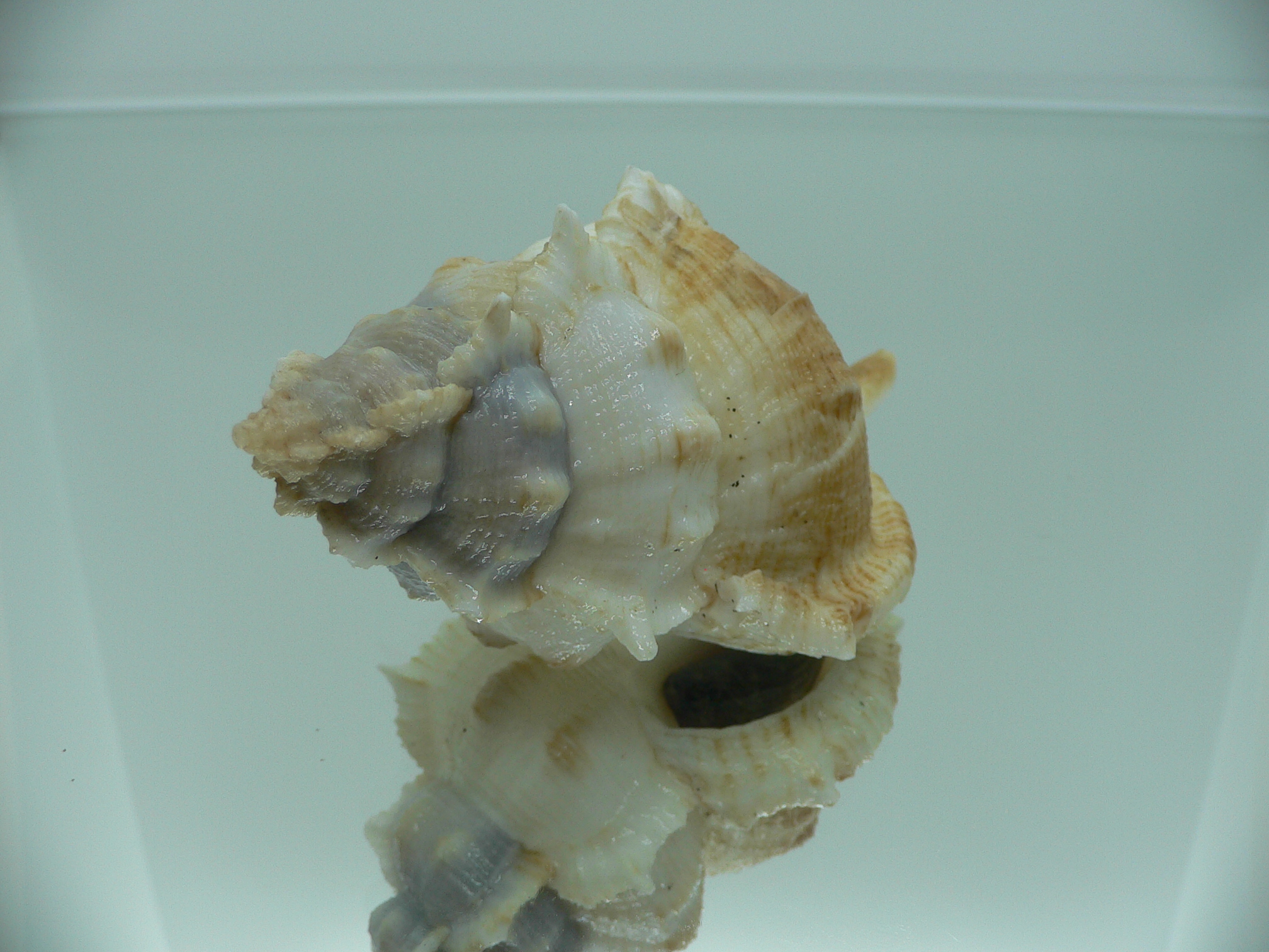 Siratus pliciferoides propinquus (var.) GIANT