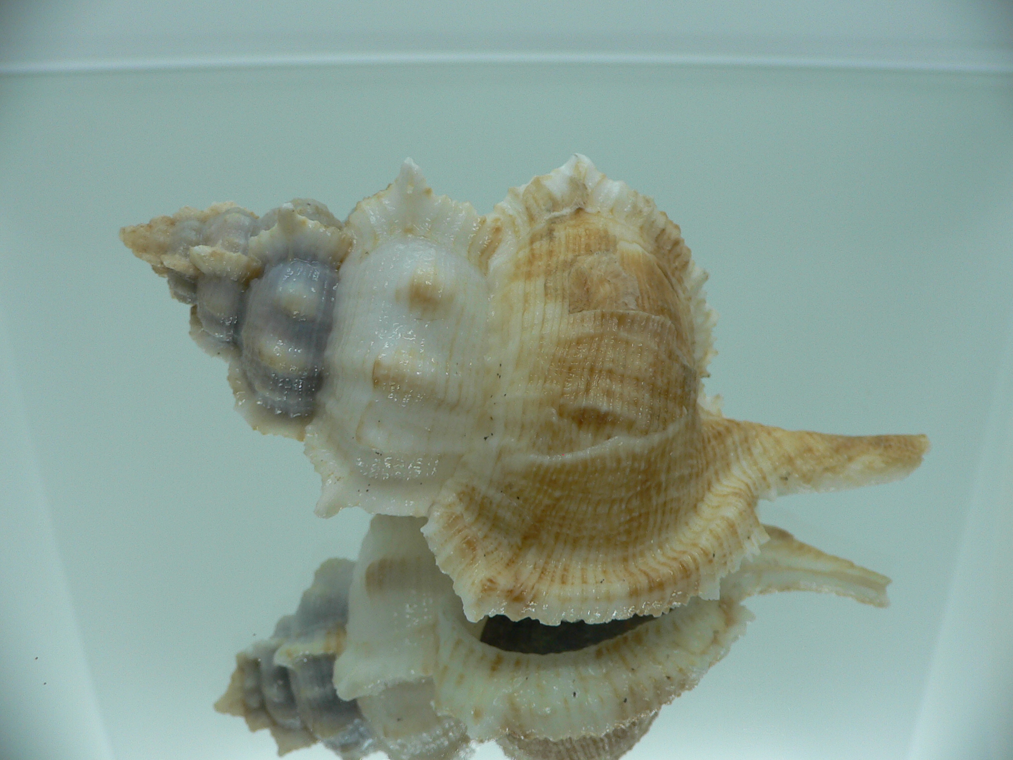 Siratus pliciferoides propinquus (var.) GIANT