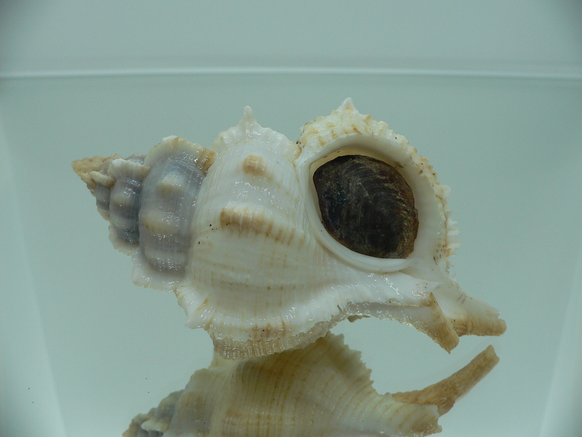 Siratus pliciferoides propinquus (var.) GIANT