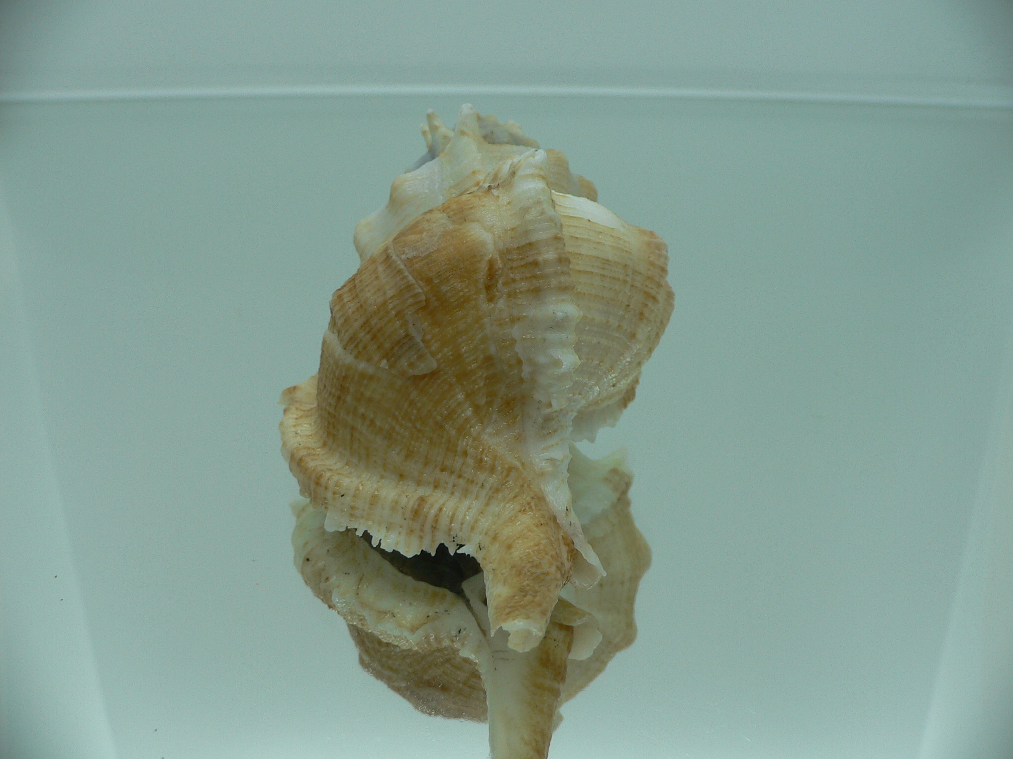 Siratus pliciferoides propinquus (var.) GIANT