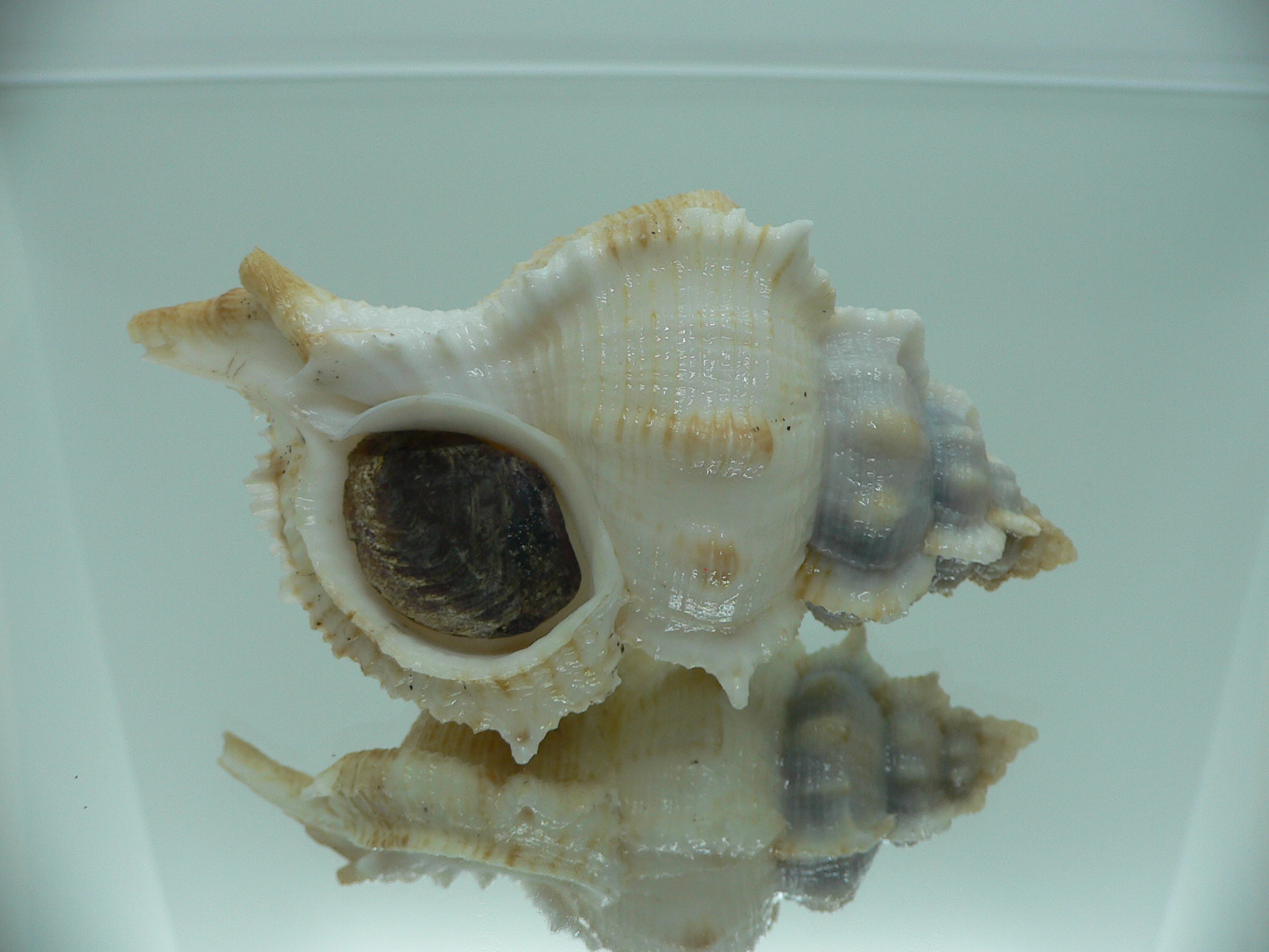 Siratus pliciferoides propinquus (var.) GIANT