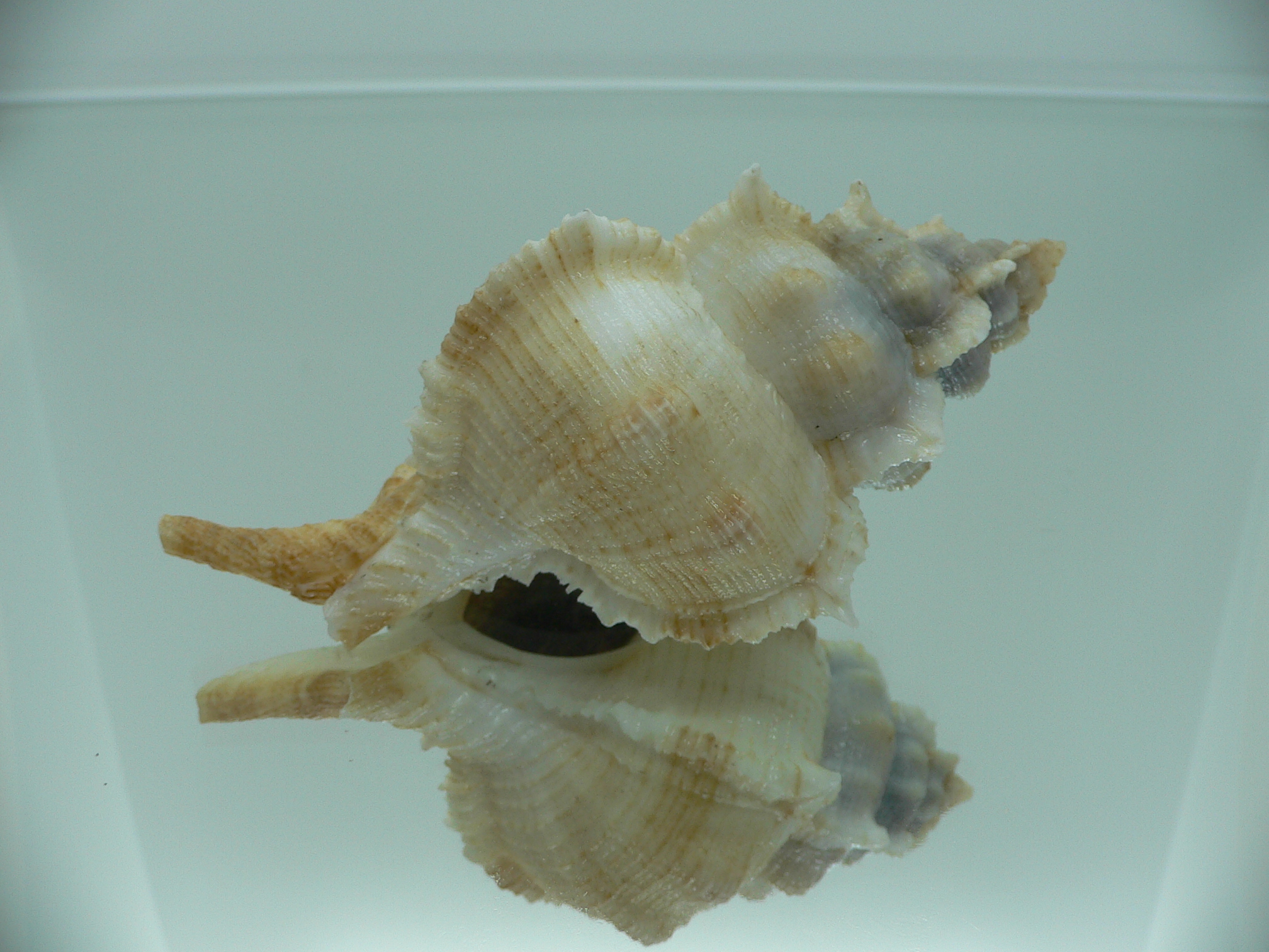 Siratus pliciferoides propinquus (var.) GIANT